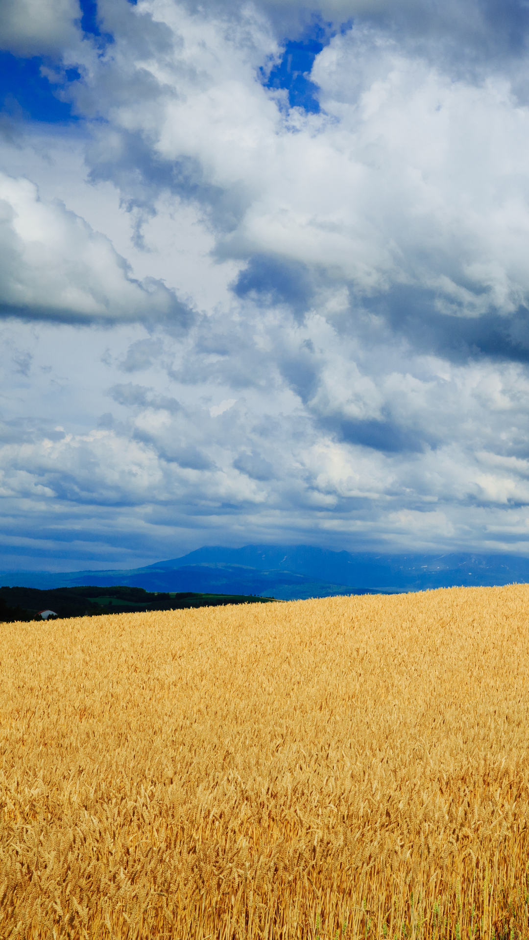 Download mobile wallpaper Nature, Sky, Summer, Earth, Field, Cloud for free.