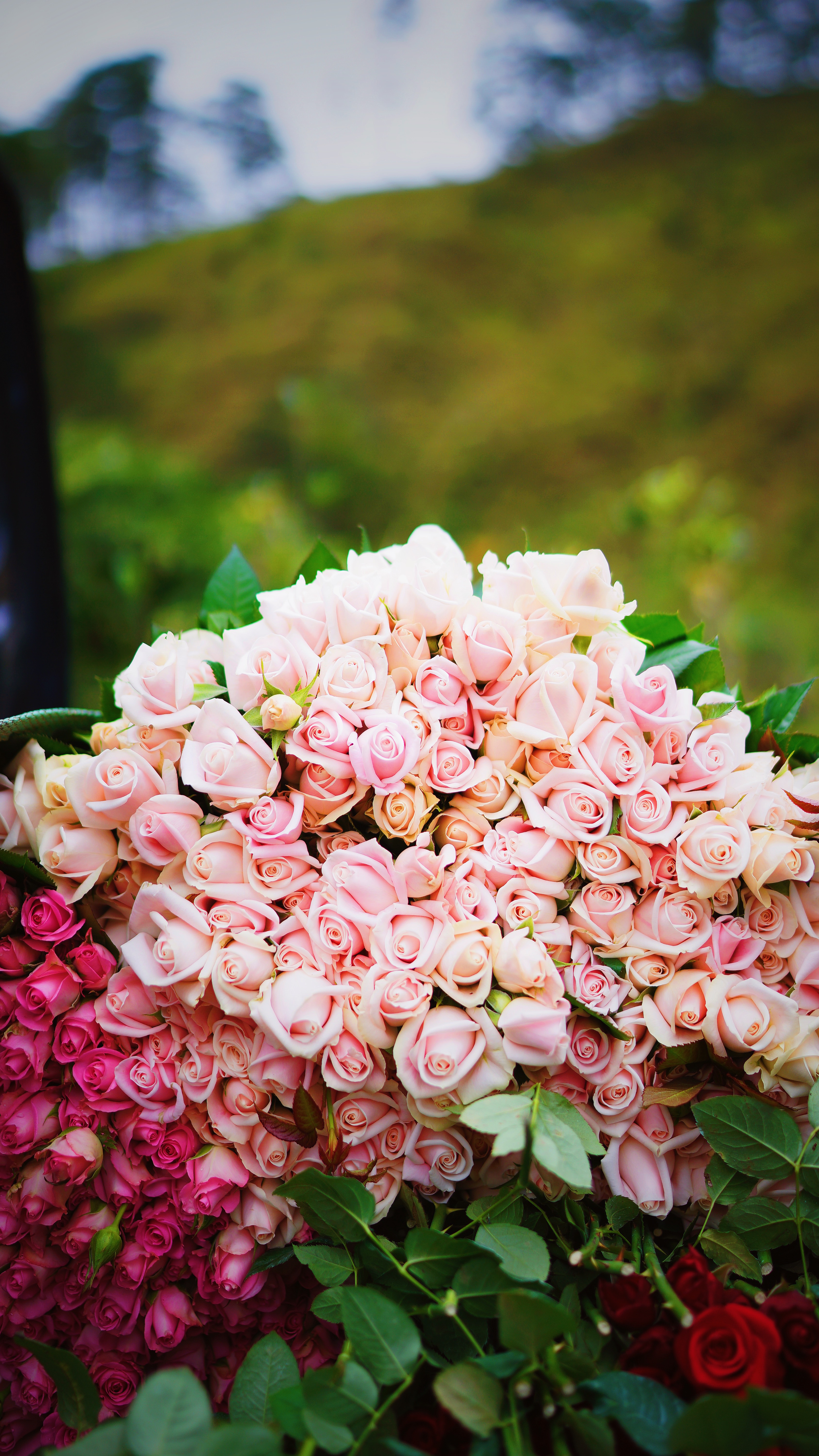 Free download wallpaper Flowers, Bouquet, Roses, Pink, Present, Gift, Tenderness on your PC desktop