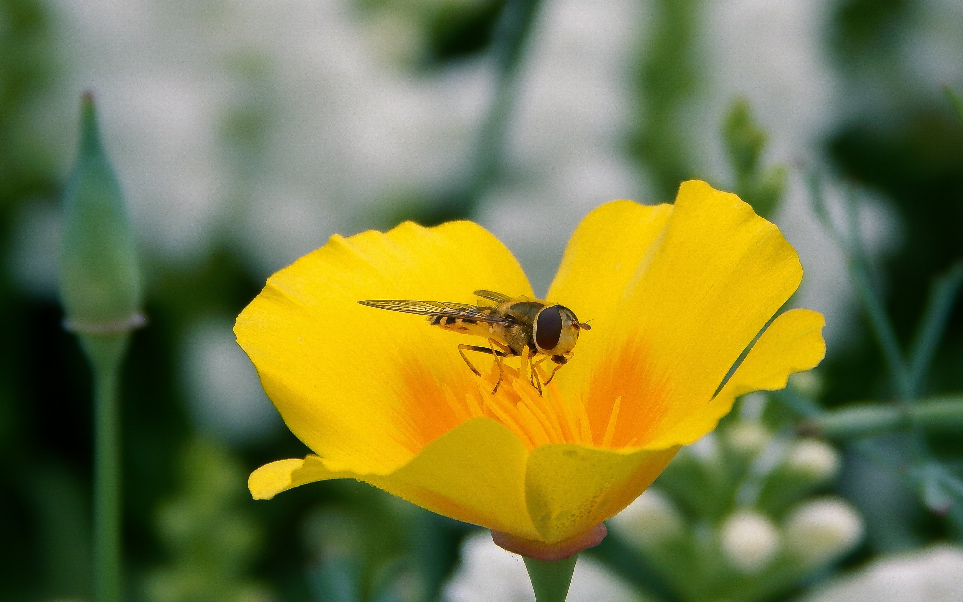 無料モバイル壁紙動物, 花, 飛ぶ, 黄色い花, 虫, ハナアブをダウンロードします。