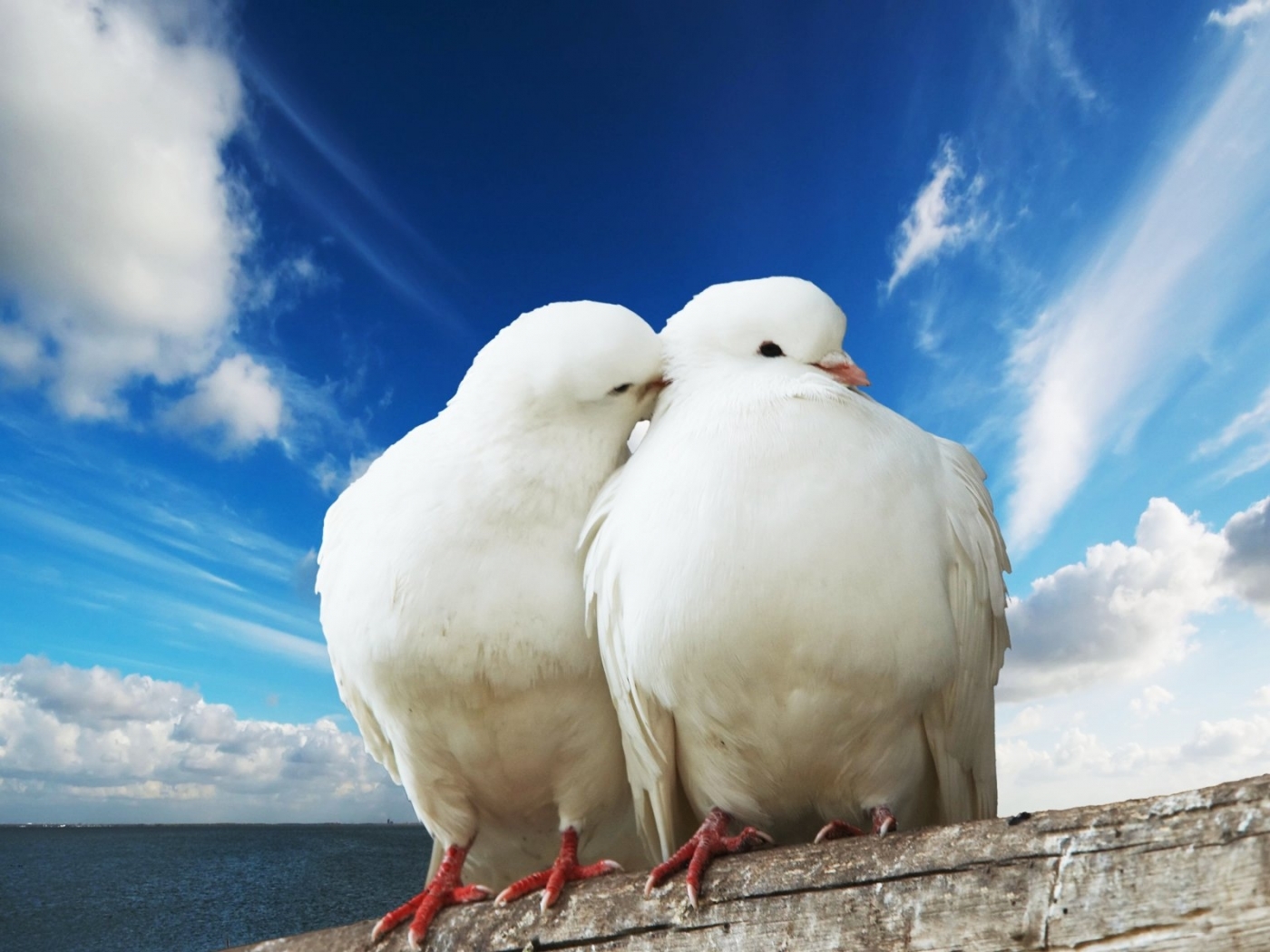 Free download wallpaper Animals, Birds on your PC desktop