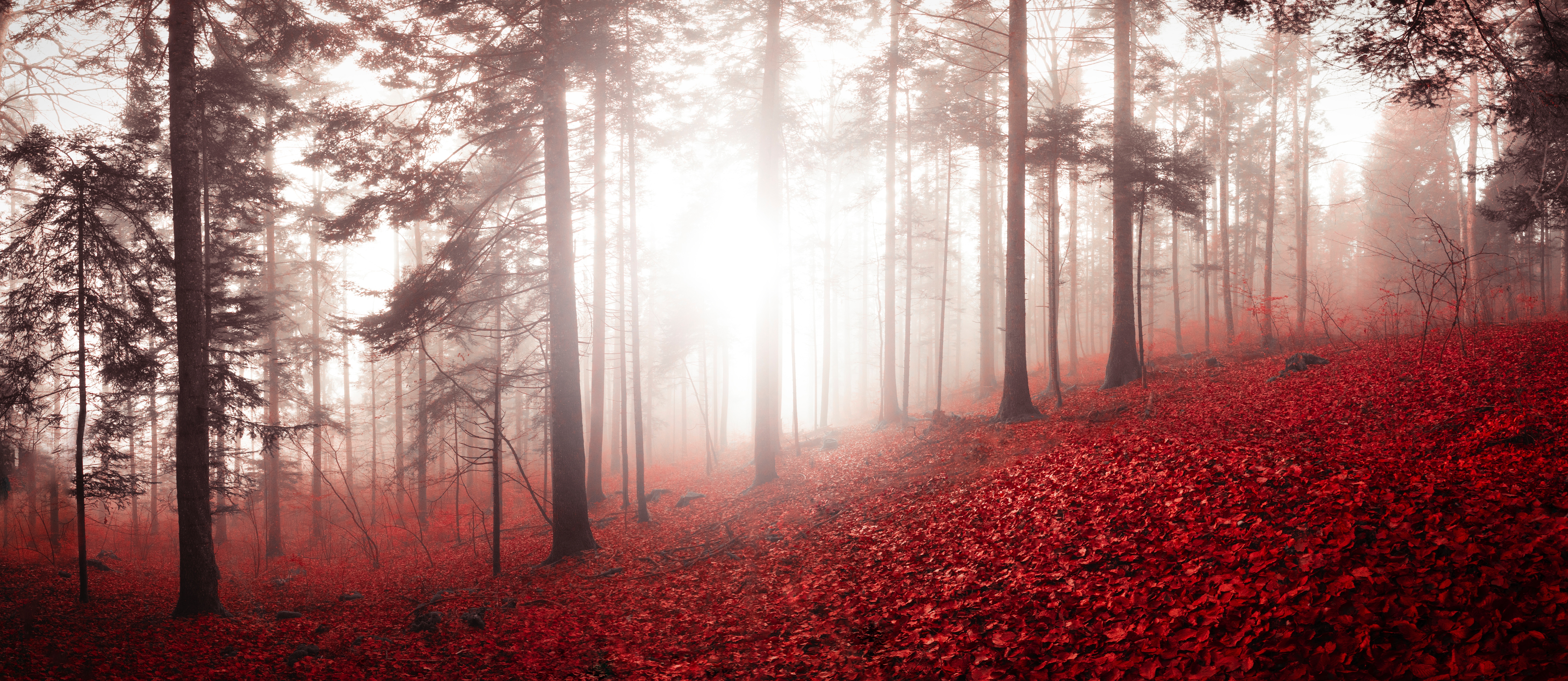 Скачать картинку Природа, Туман, Лес, Деревья, Листва, Швейцария, Осень в телефон бесплатно.