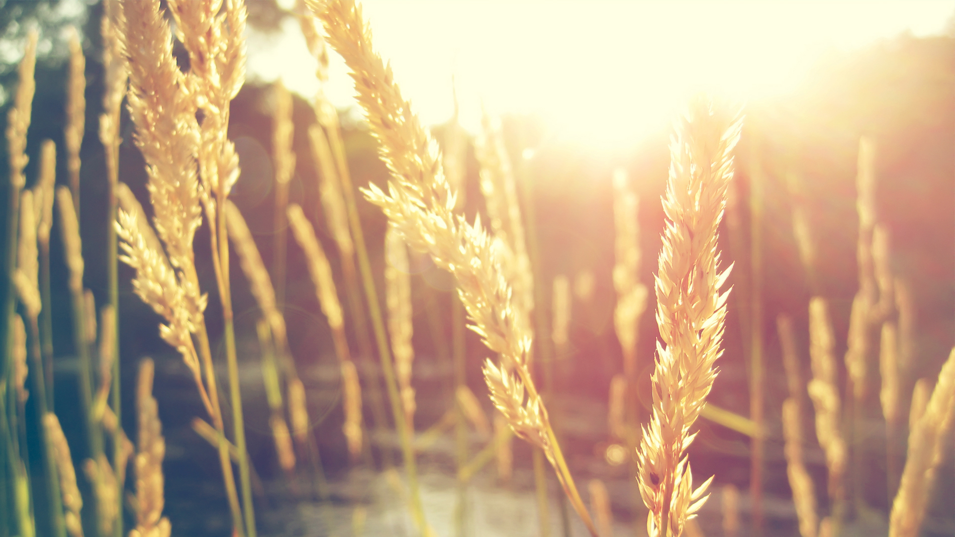 Laden Sie das Weizen, Gras, Erde/natur-Bild kostenlos auf Ihren PC-Desktop herunter
