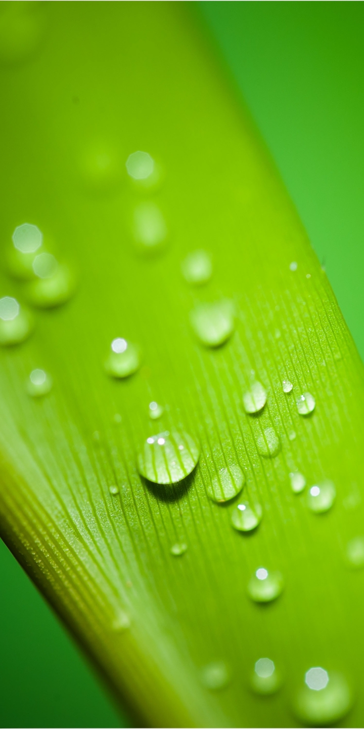 Download mobile wallpaper Macro, Leaf, Earth, Water Drop for free.