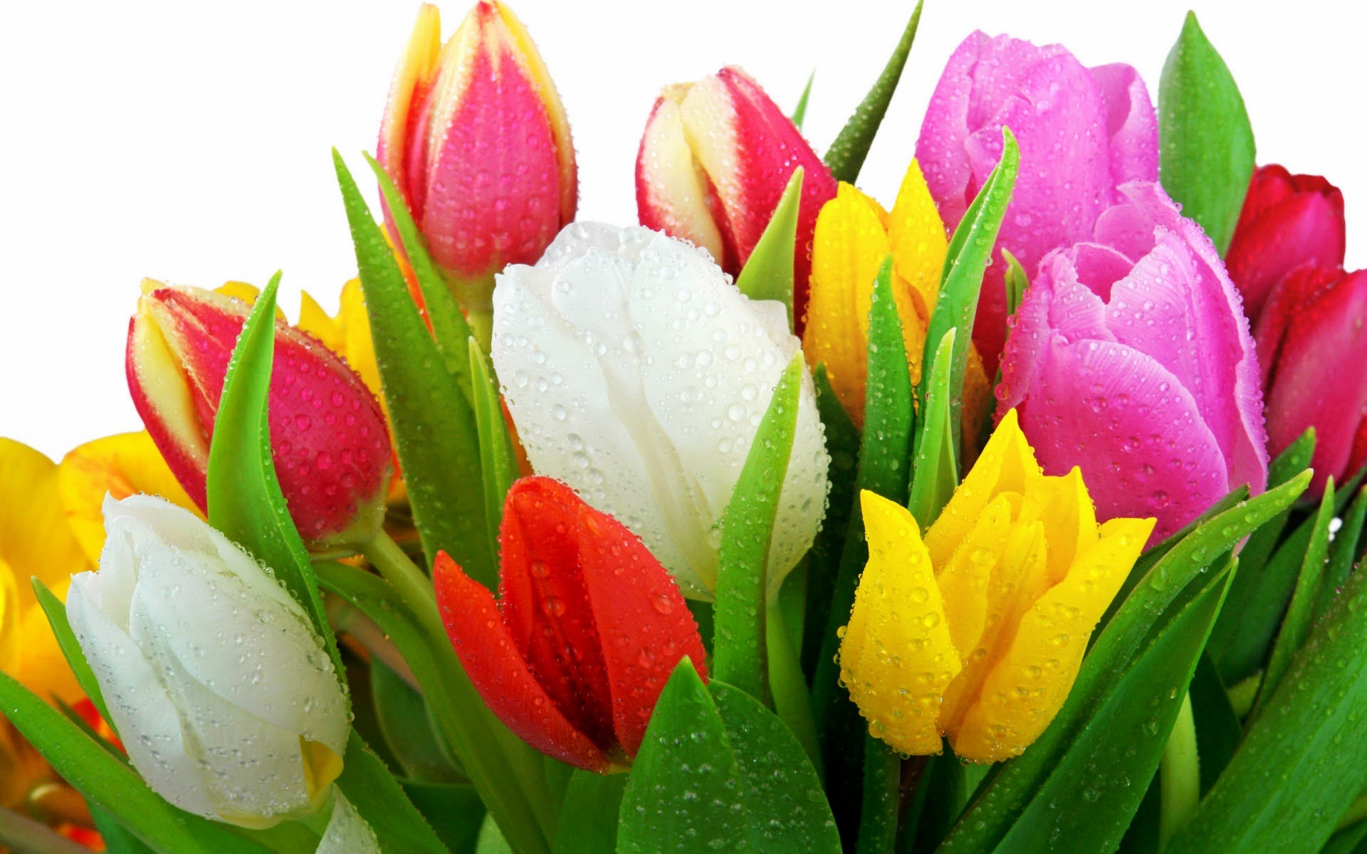 377970 descargar fondo de pantalla tierra/naturaleza, tulipán, vistoso, colores, gota de rocío, flor, naturaleza, flores: protectores de pantalla e imágenes gratis