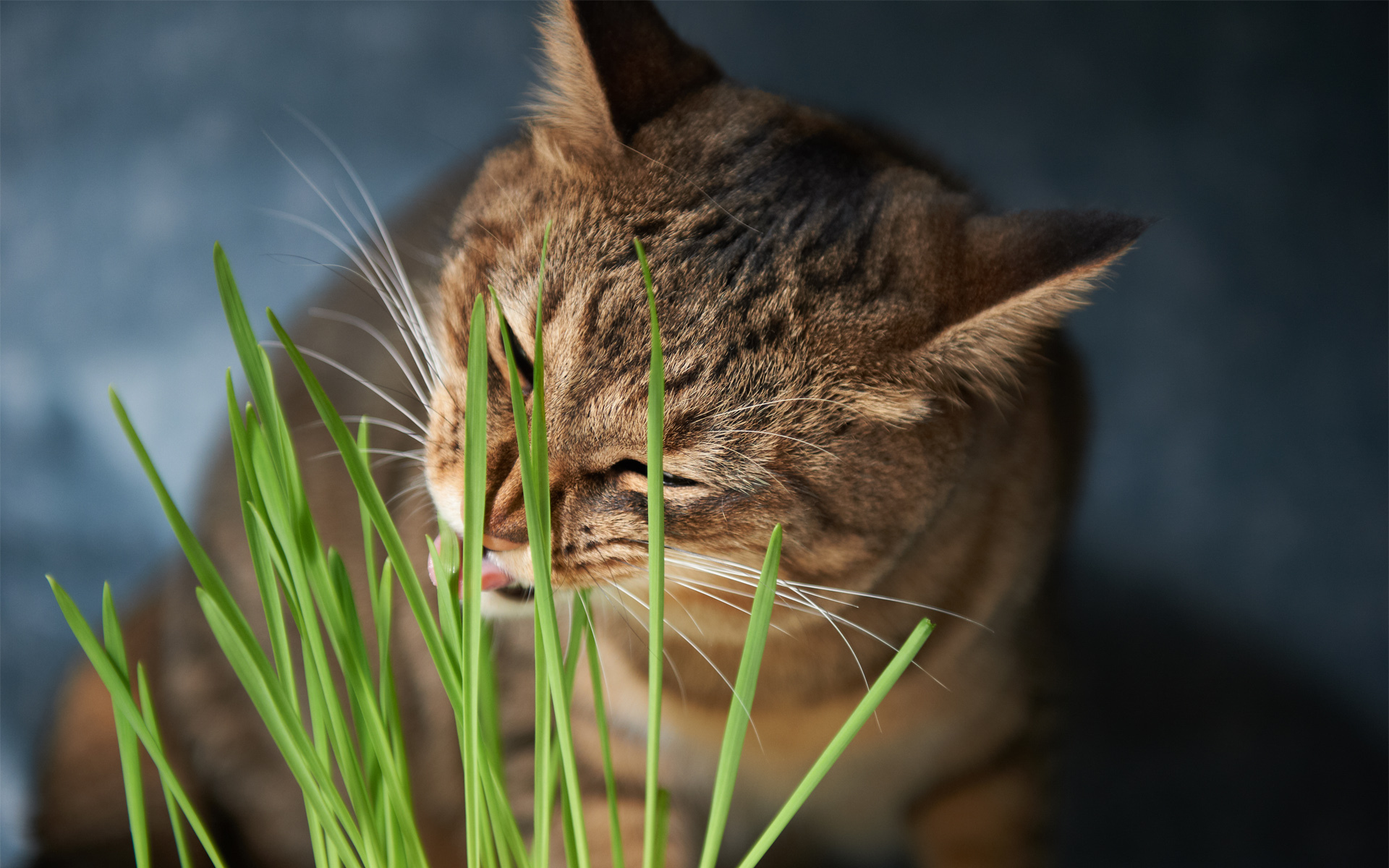 Téléchargez gratuitement l'image Animaux, Chats, Chat sur le bureau de votre PC