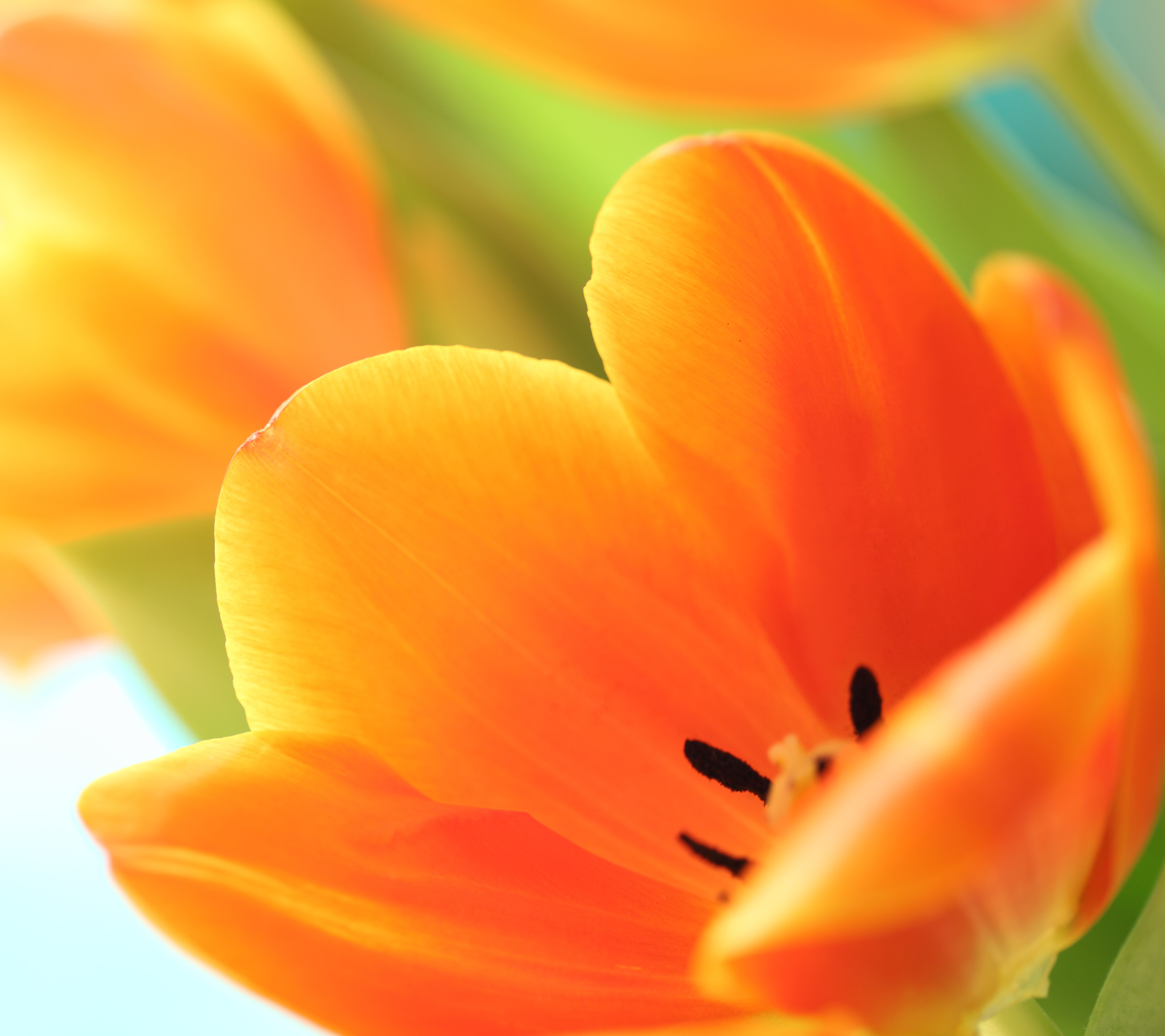 Download mobile wallpaper Flowers, Flower, Close Up, Earth, Tulip, Yellow Flower for free.