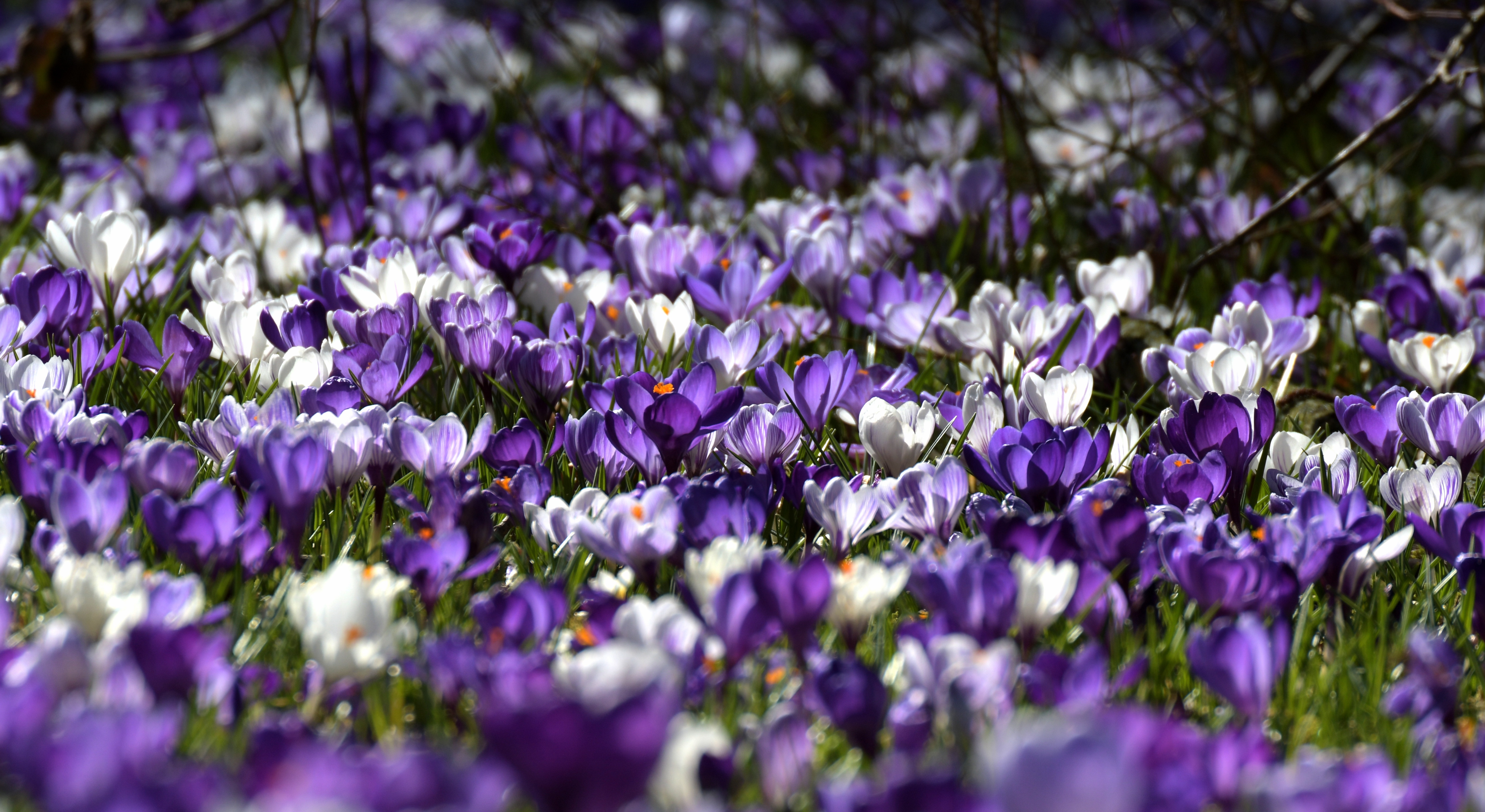 無料モバイル壁紙自然, フラワーズ, 花, 地球, 春, クロッカス, 白い花, 紫色の花をダウンロードします。