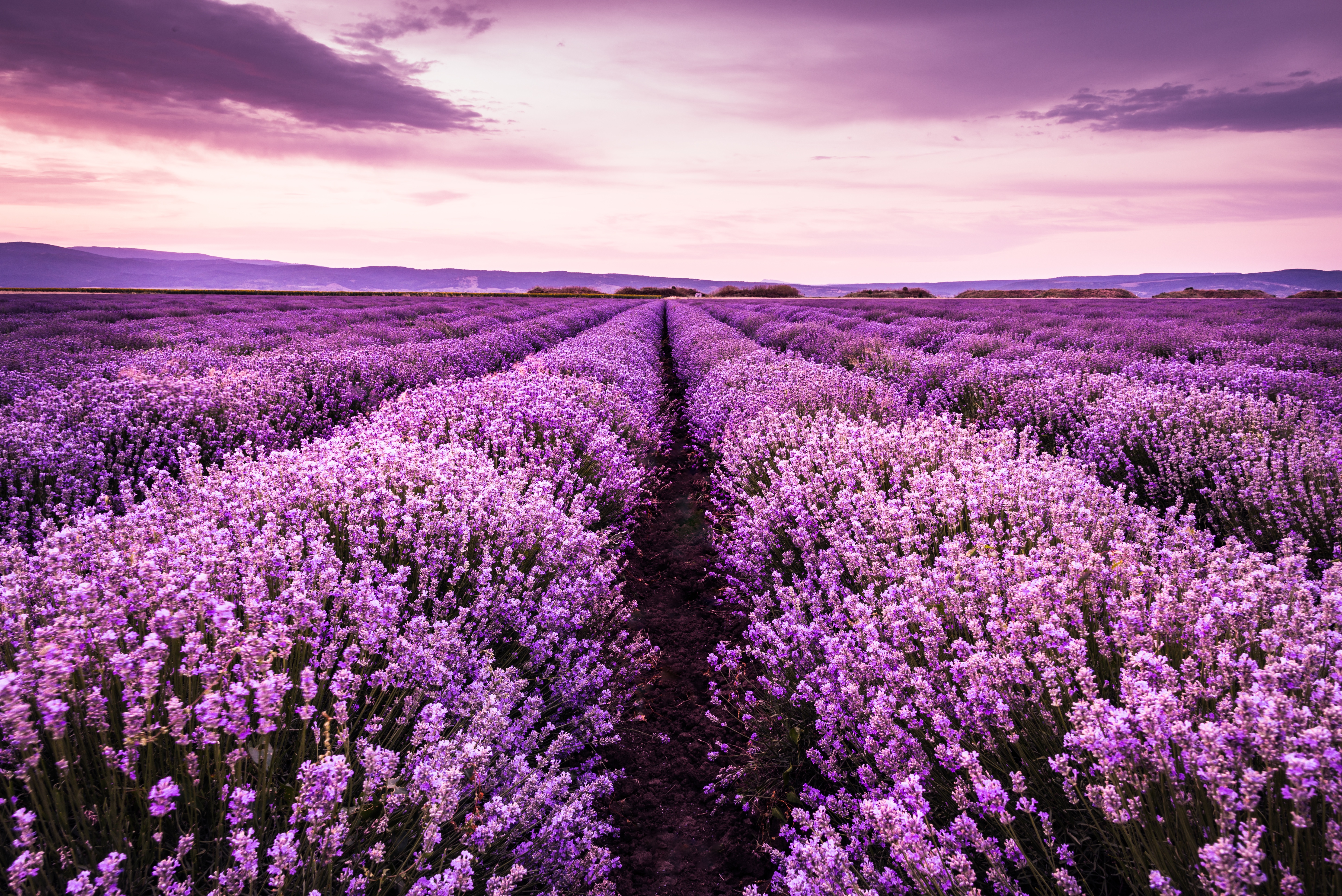Laden Sie das Landschaft, Blumen, Sommer, Blume, Feld, Lavendel, Himmel, Sonnenuntergang, Lila Blume, Erde/natur-Bild kostenlos auf Ihren PC-Desktop herunter