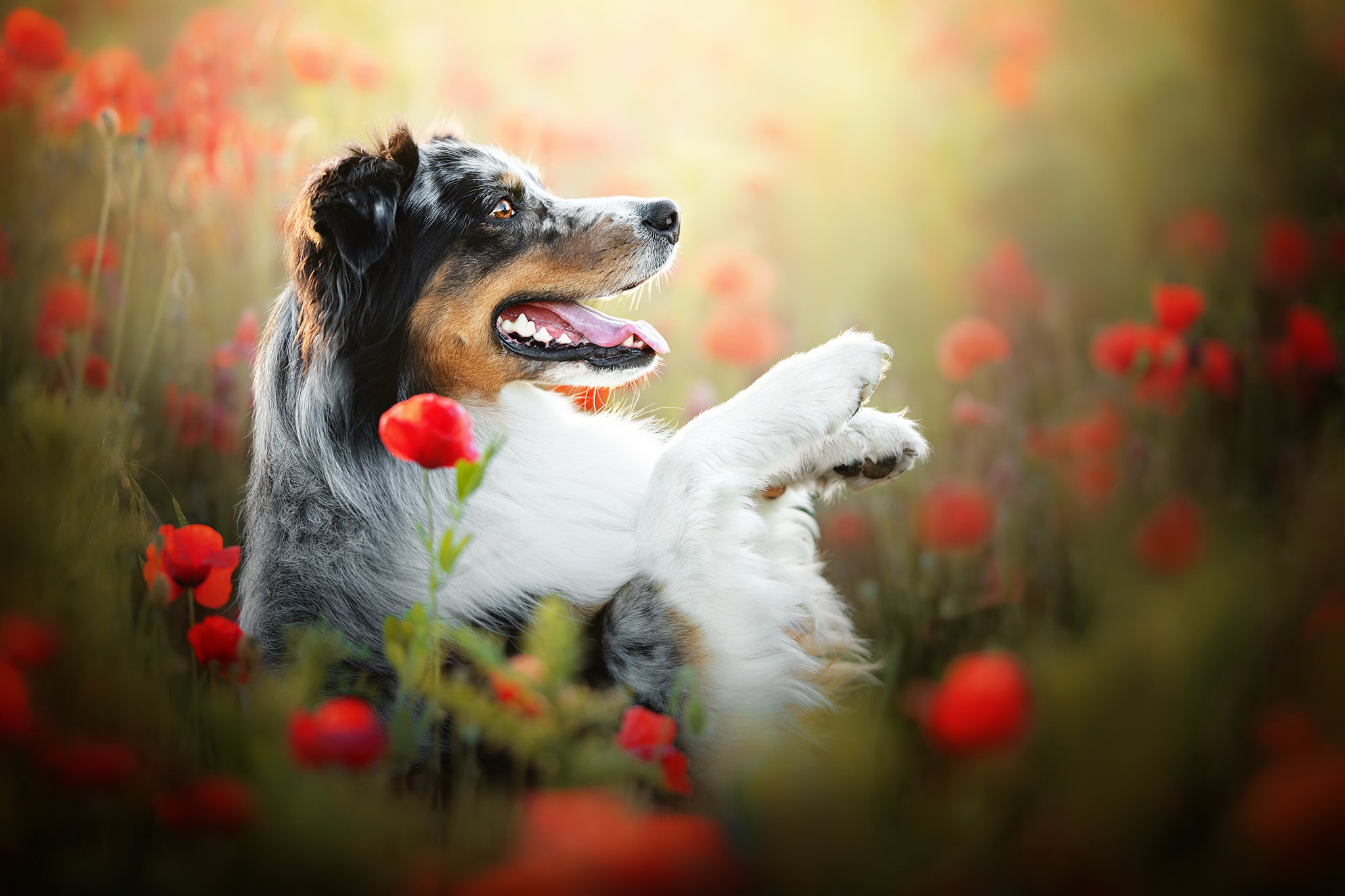 Download mobile wallpaper Dogs, Summer, Flower, Dog, Animal, Poppy, Red Flower for free.