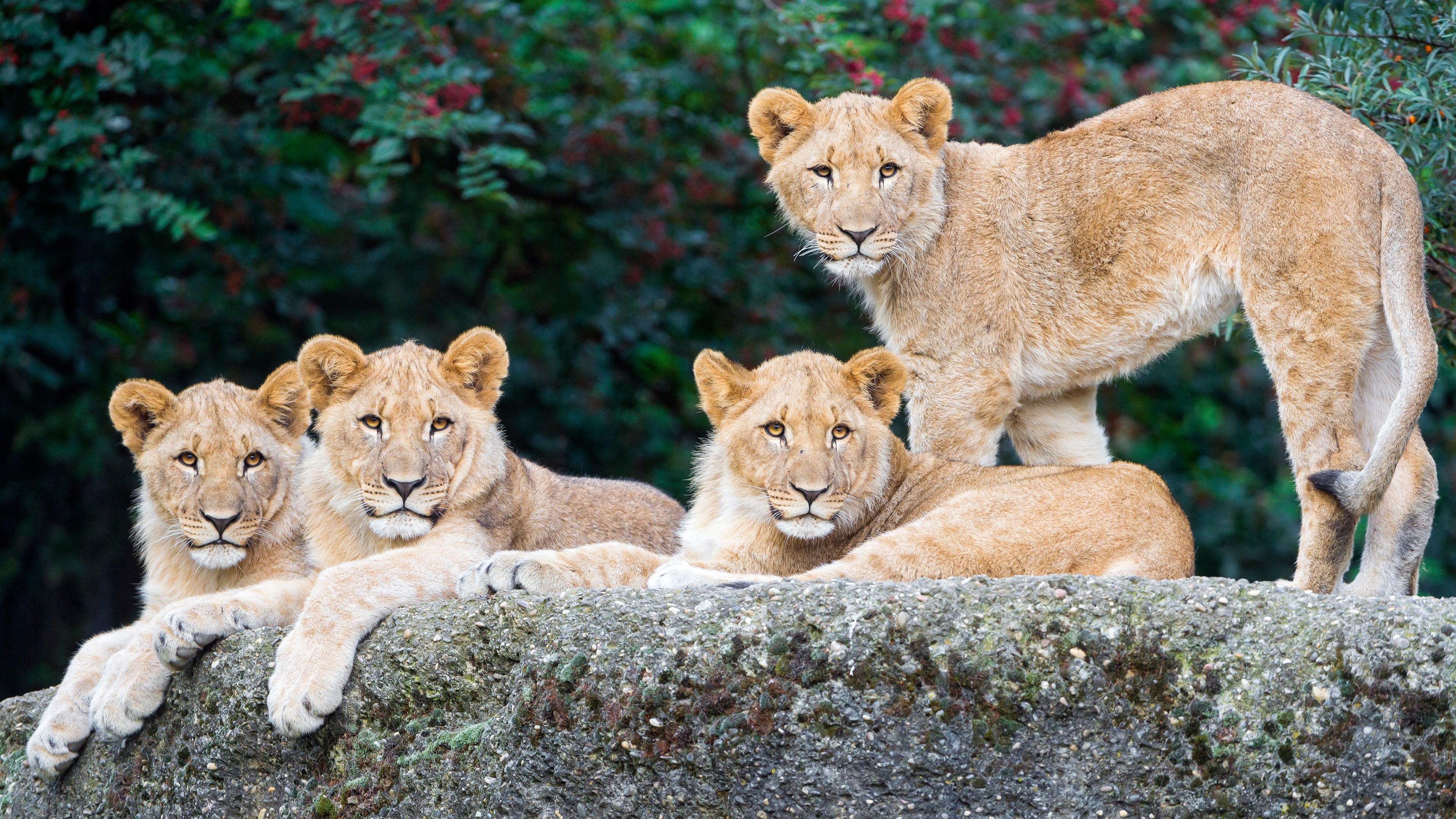 Free download wallpaper Cats, Lion, Animal, Cub on your PC desktop