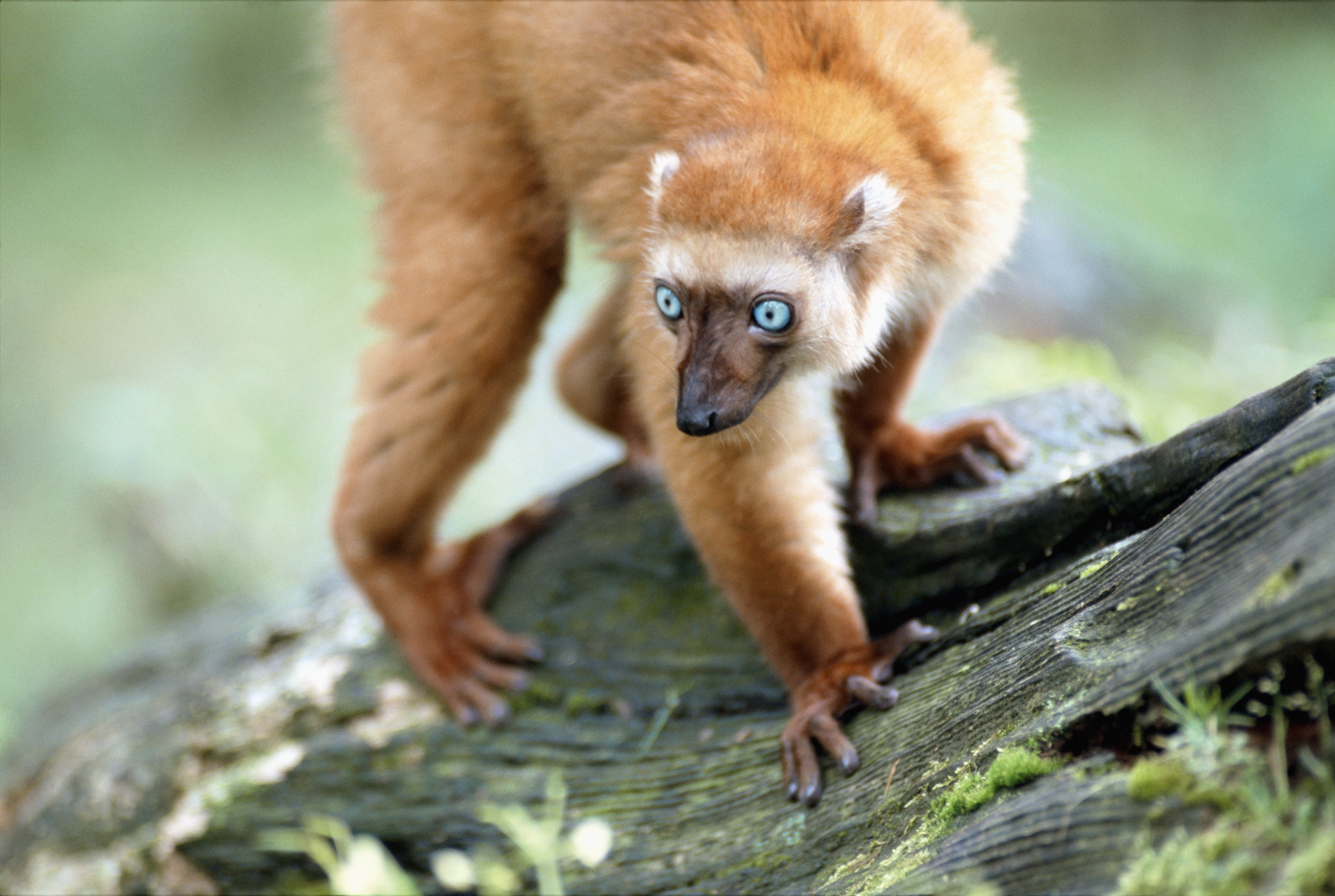 146874 Hintergrundbild herunterladen lemur, tiere, geäst, zweige, moos, moss, blaue augen, blue eyes - Bildschirmschoner und Bilder kostenlos