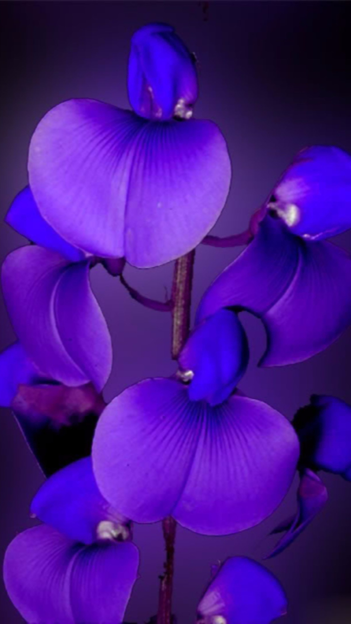 Descarga gratuita de fondo de pantalla para móvil de Flores, Flor, De Cerca, Tierra, Orquídea, Flor Purpura, Tierra/naturaleza.