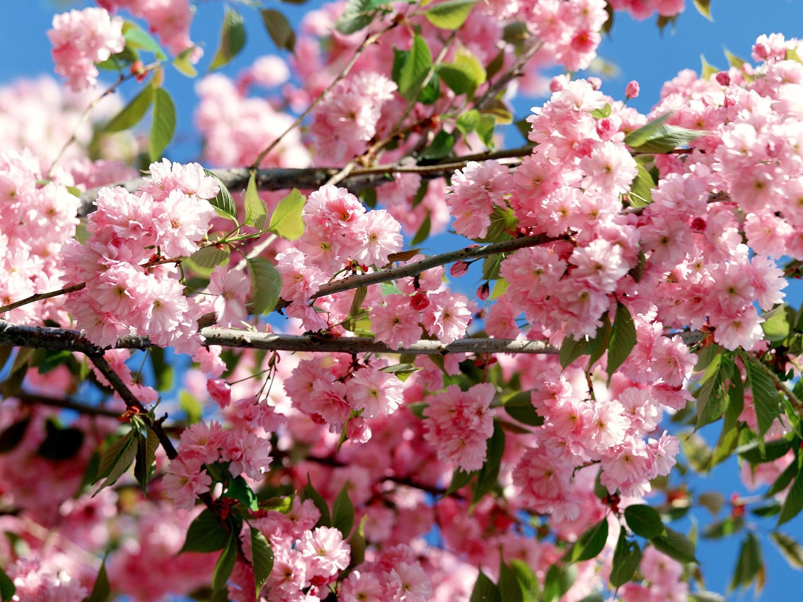 Laden Sie das Bäume, Pflanzen, Blumen-Bild kostenlos auf Ihren PC-Desktop herunter