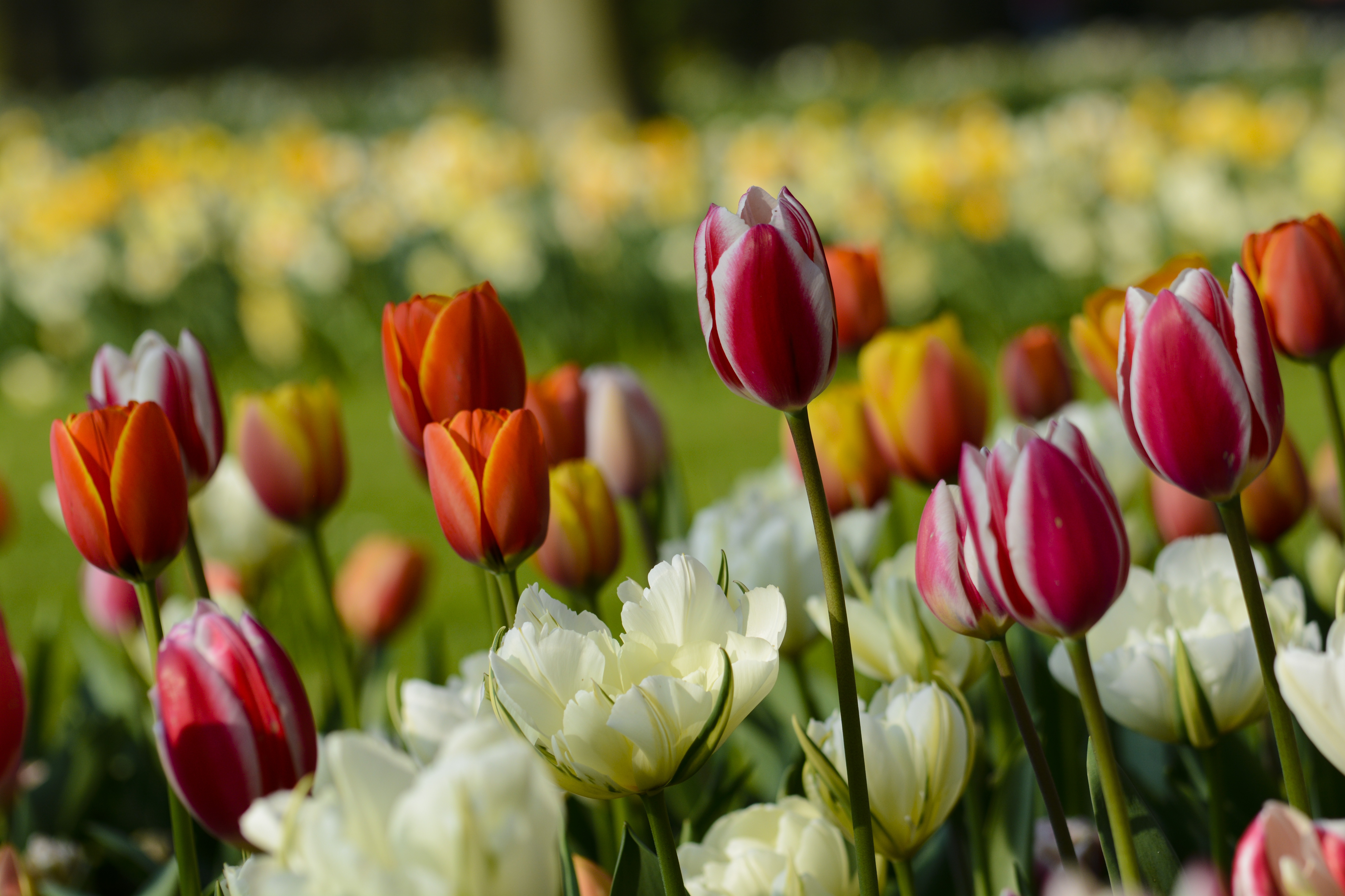 Baixe gratuitamente a imagem Natureza, Flores, Verão, Flor, Tulipa, Flor Branca, Flor Vermelha, Terra/natureza, Profundidade De Campo na área de trabalho do seu PC