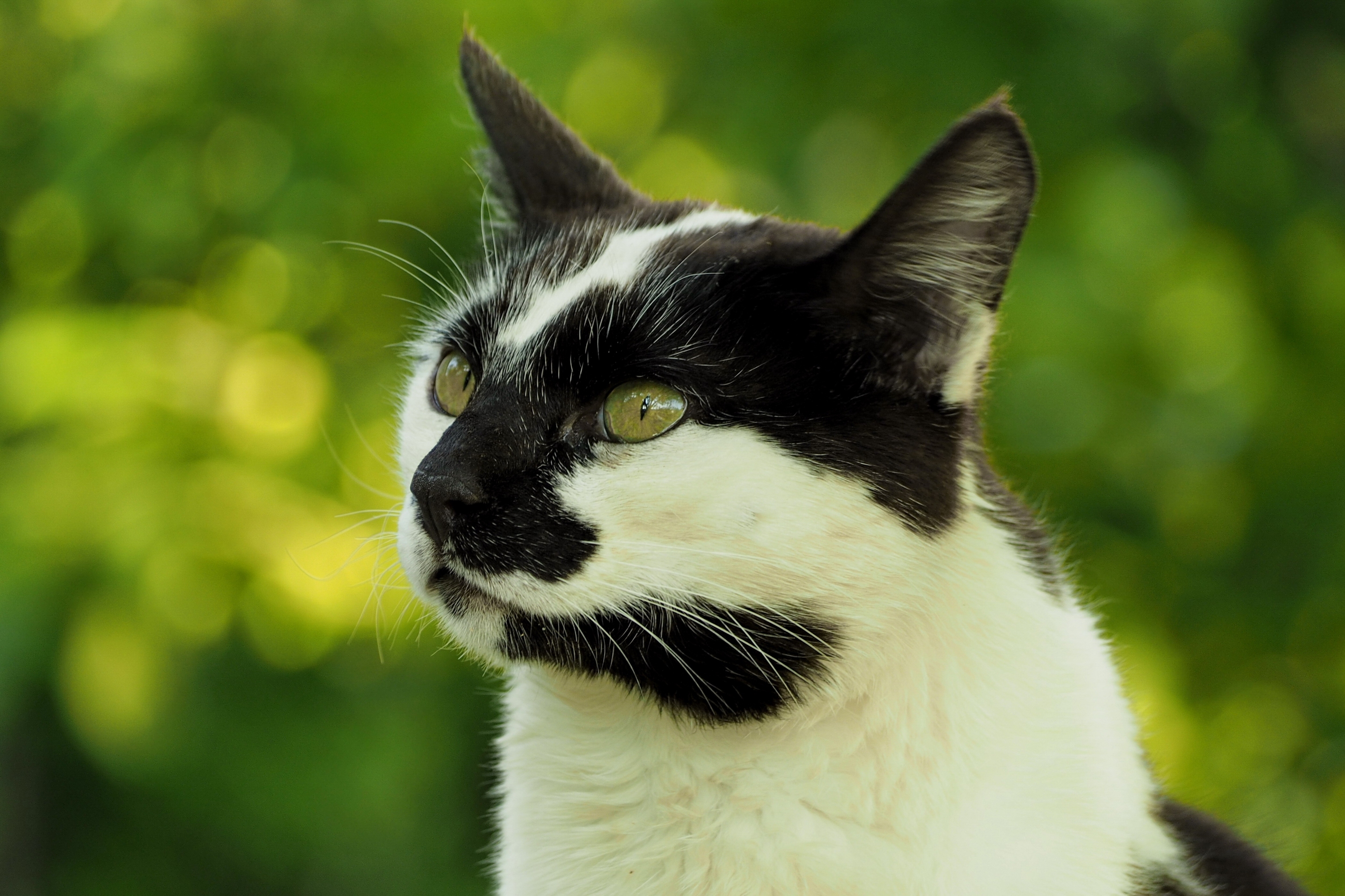 Laden Sie das Tiere, Katzen, Katze, Schnauze-Bild kostenlos auf Ihren PC-Desktop herunter