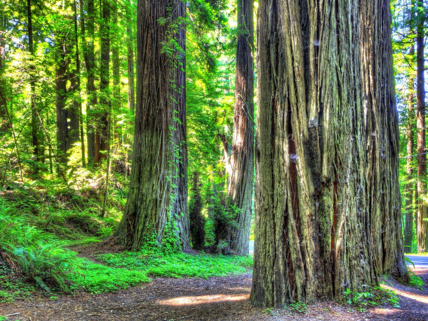 Téléchargez des papiers peints mobile Forêt, Chemin, Séquoia, Terre/nature gratuitement.