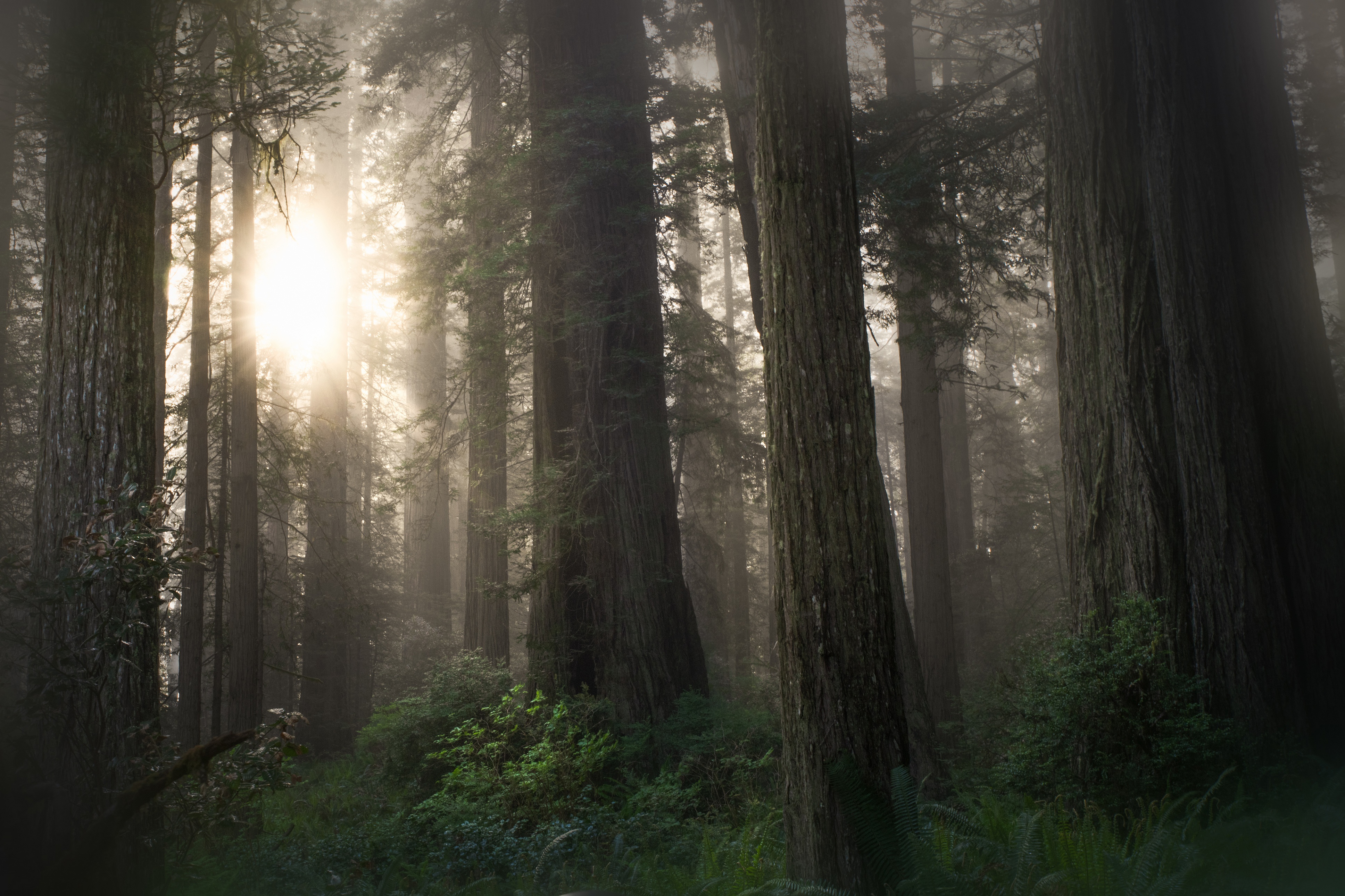 fern, sequoia, earth, forest, fog, sunlight, trunk