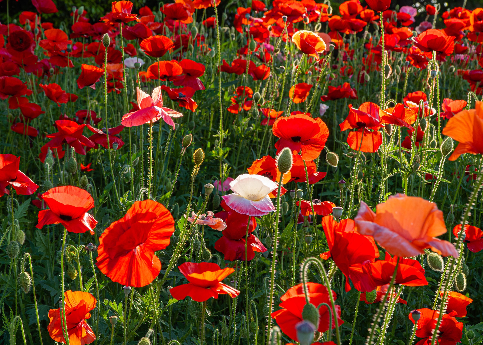 Free download wallpaper Nature, Flowers, Summer, Flower, Earth, Poppy, Red Flower on your PC desktop