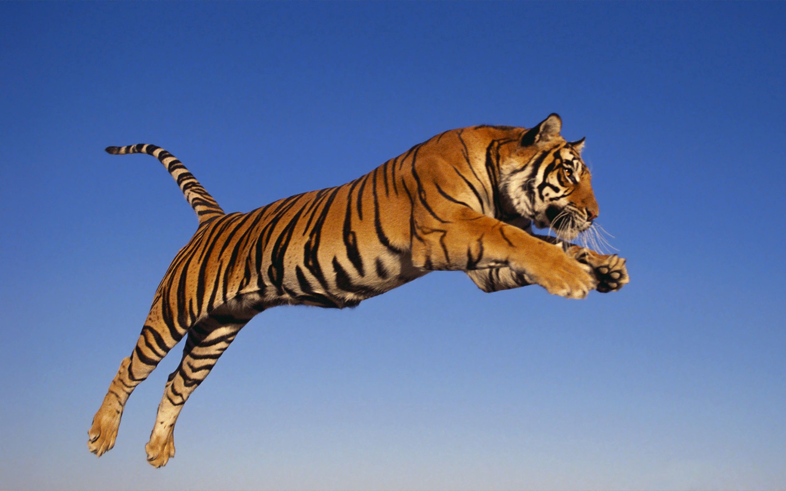 Скачать обои бесплатно Прыжок, Животные, Хищник, Тигр картинка на рабочий стол ПК