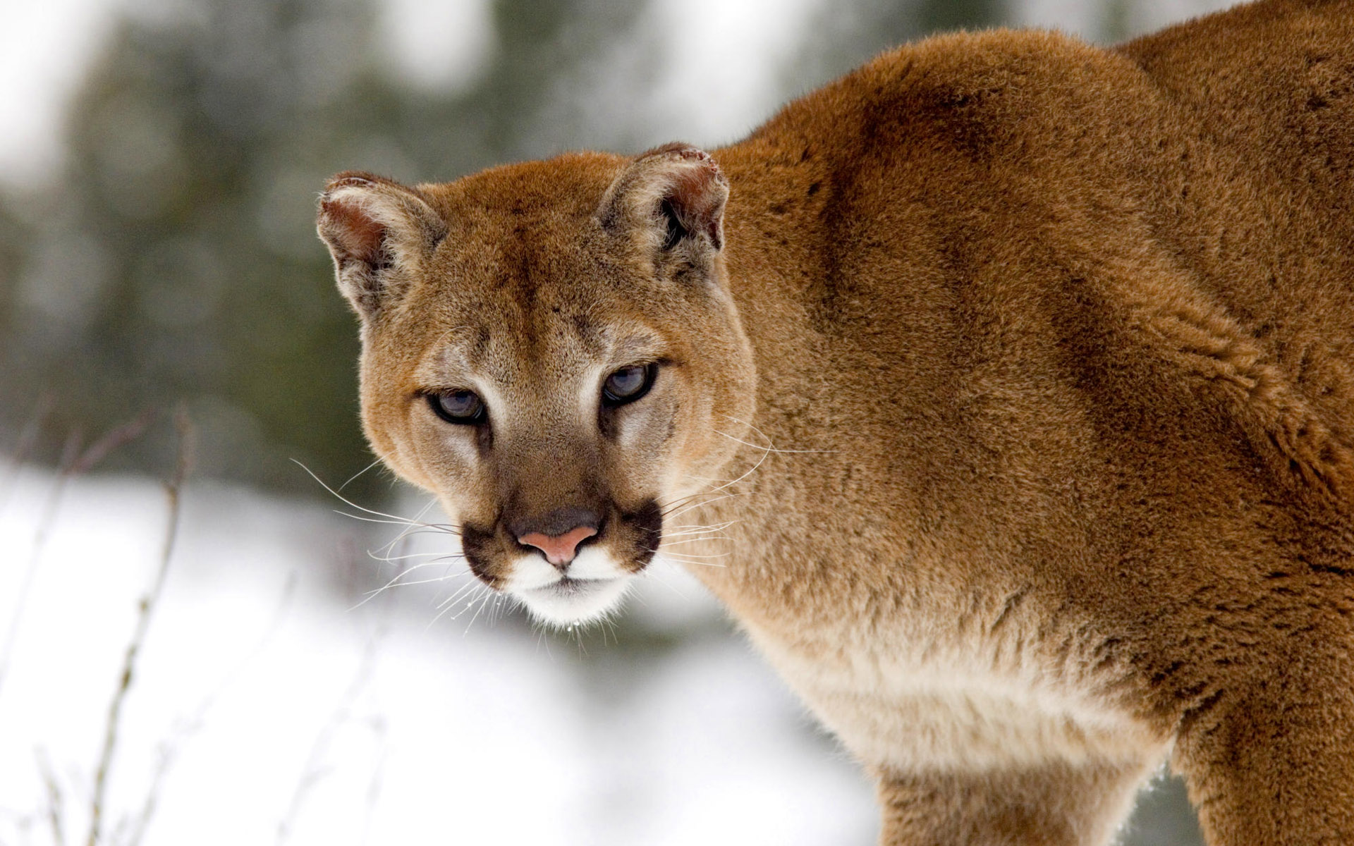Free download wallpaper Winter, Cats, Animal, Face, Cougar on your PC desktop