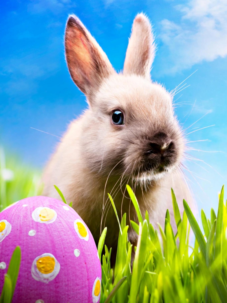 Handy-Wallpaper Feiertage, Ostern, Kaninchen, Hase, Ei, Hühnerei kostenlos herunterladen.