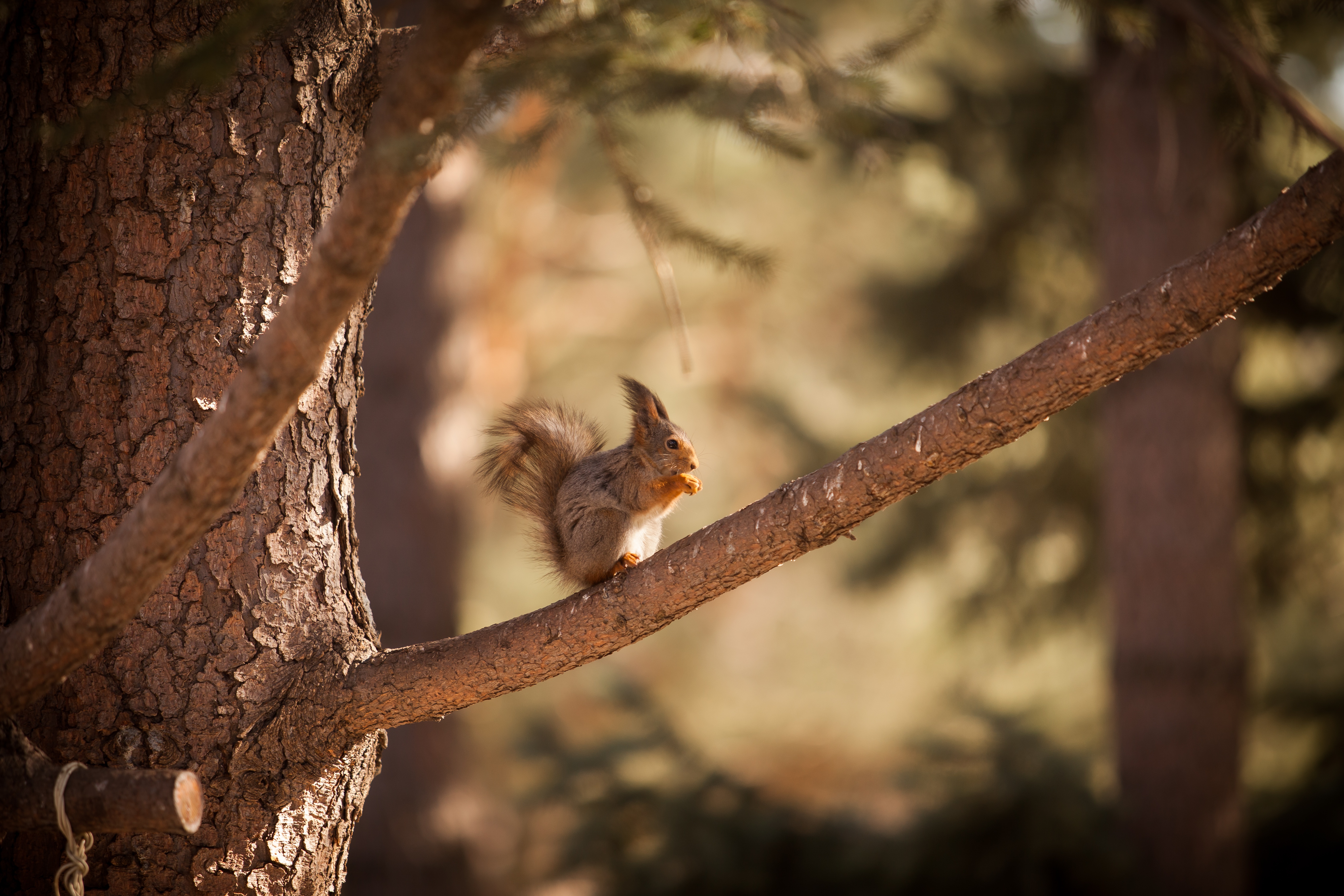 Download mobile wallpaper Squirrel, Animal, Rodent for free.