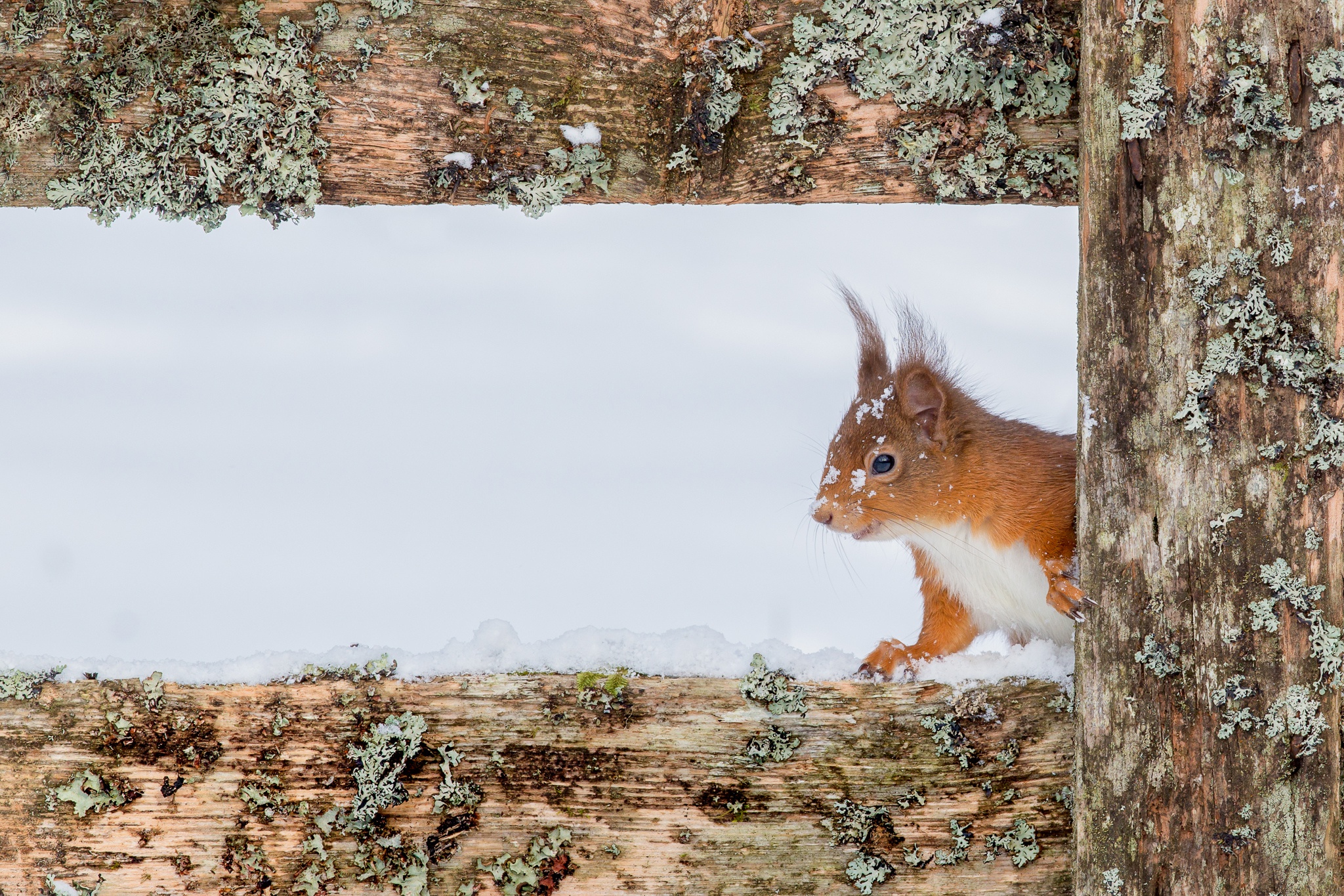 Free download wallpaper Squirrel, Animal, Rodent on your PC desktop