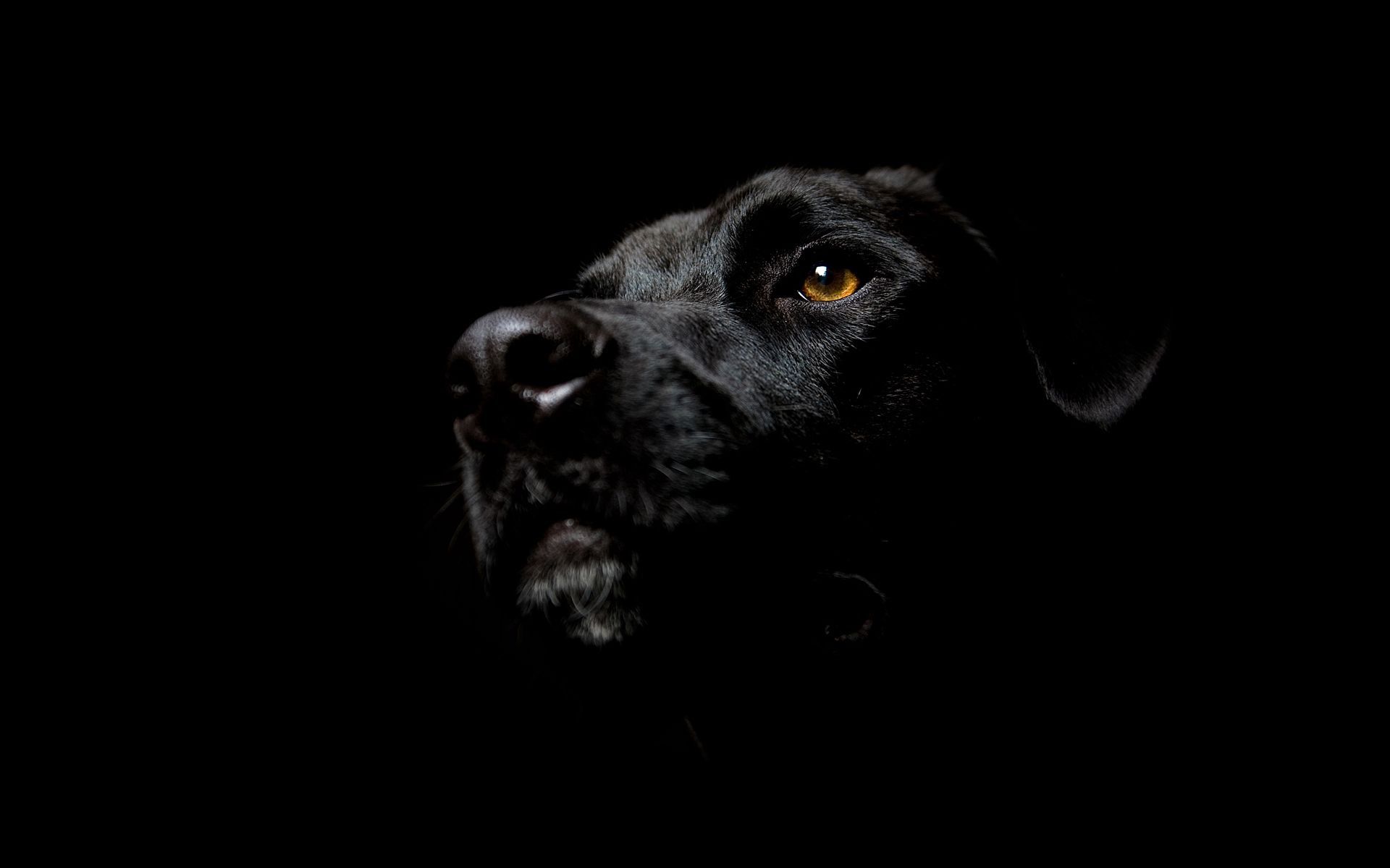 119664 скачать картинку темные, собака, темный фон, черная - обои и заставки бесплатно