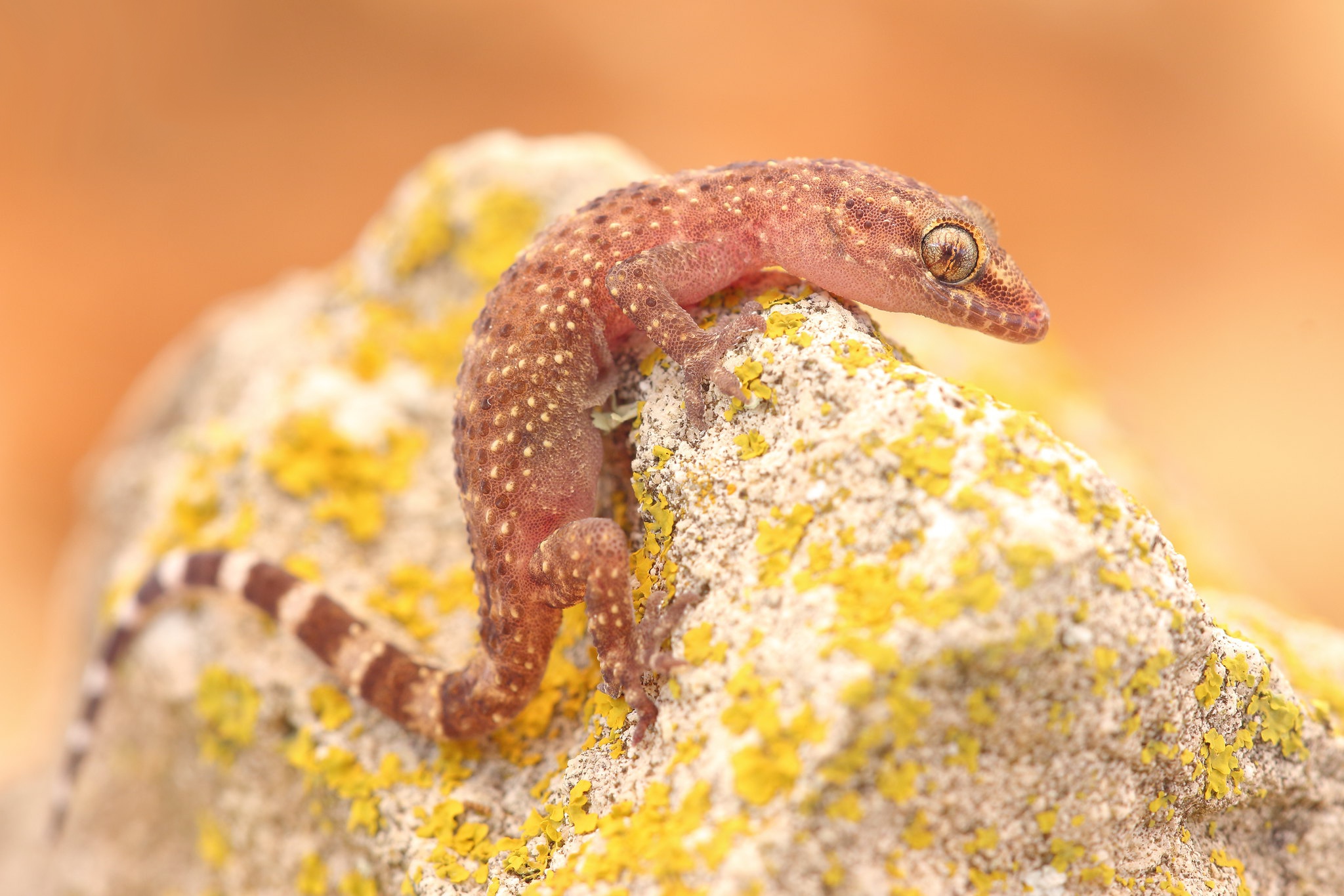Laden Sie das Tiere, Makro, Eidechse, Reptil, Reptilien, Gecko-Bild kostenlos auf Ihren PC-Desktop herunter