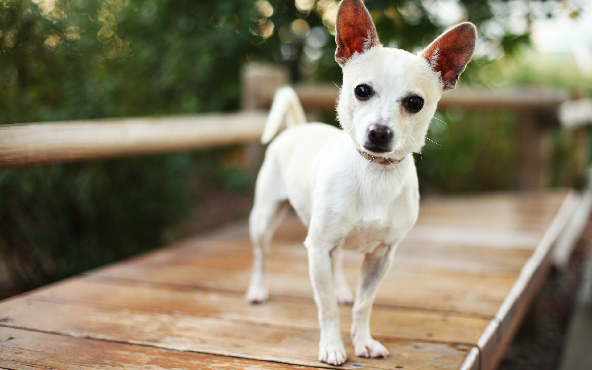 Téléchargez gratuitement l'image Animaux, Chiens, Chien sur le bureau de votre PC