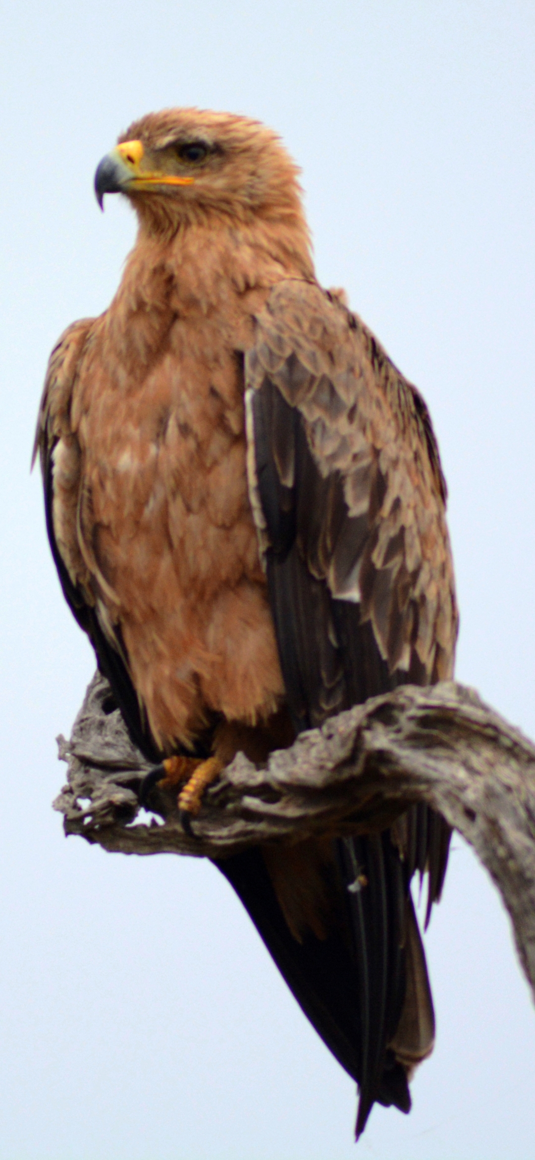 Free Tawny Eagle Background