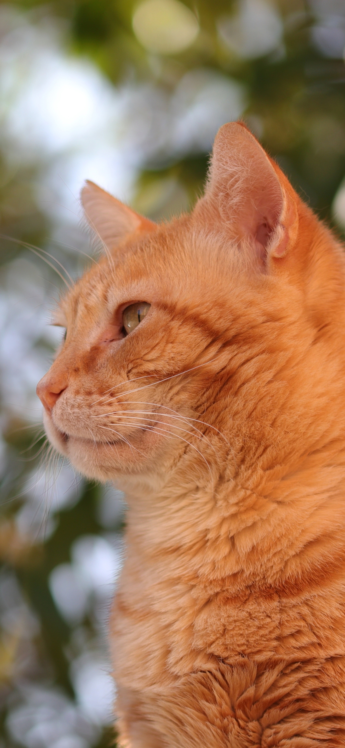 1179492 Protetores de tela e papéis de parede Gatos em seu telefone. Baixe  fotos gratuitamente