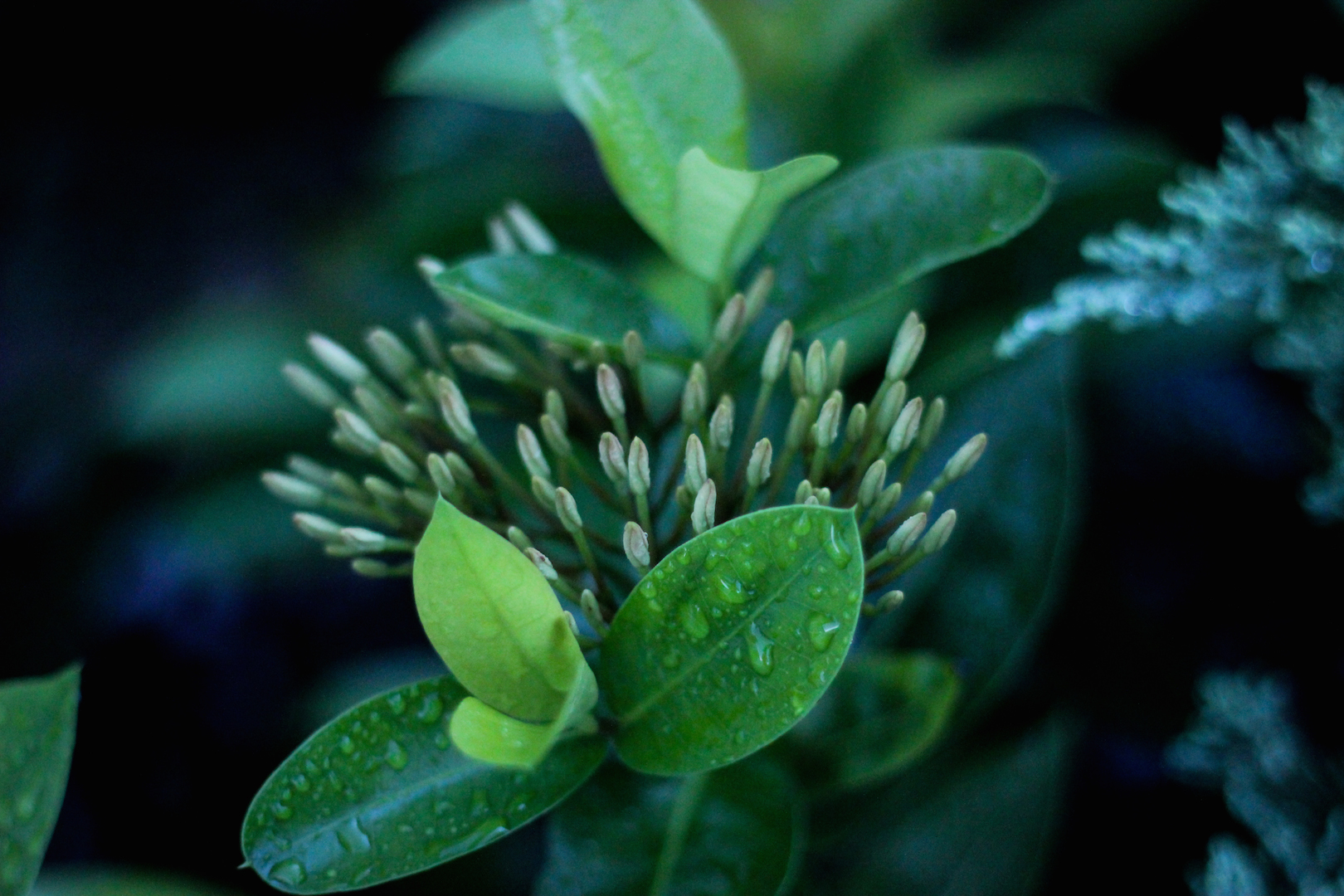 Descarga gratis la imagen Planta, Tierra/naturaleza en el escritorio de tu PC