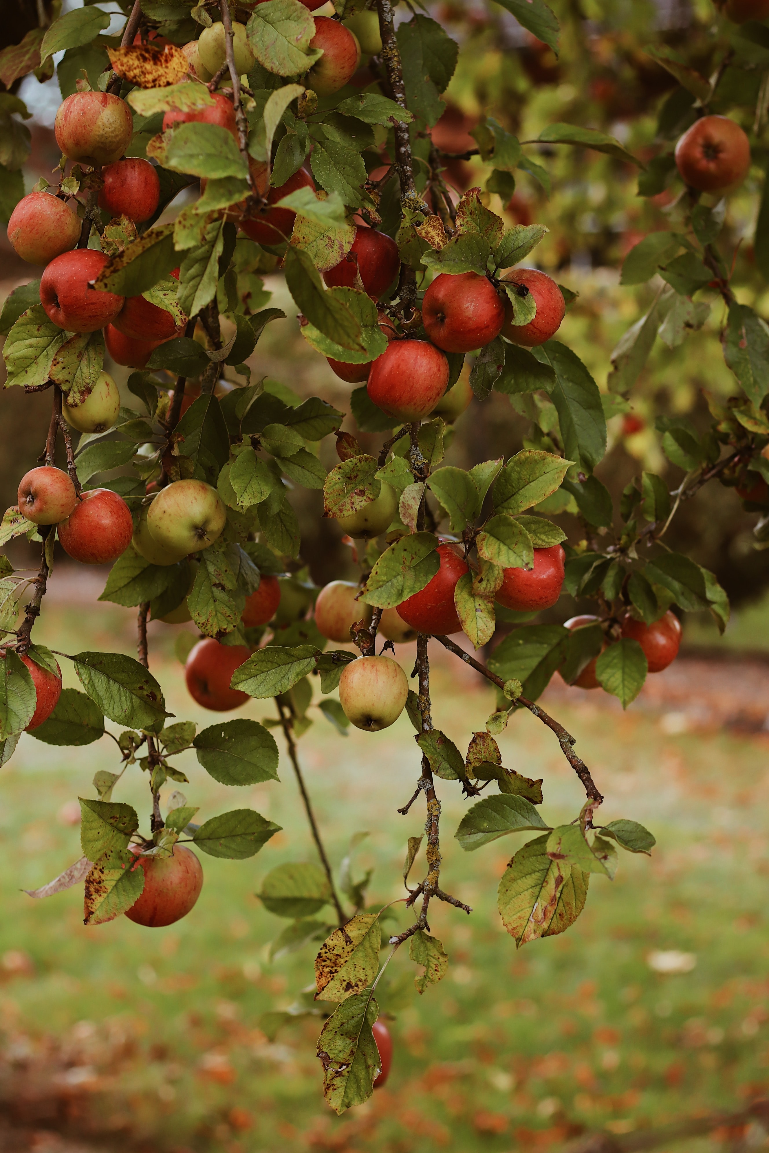 autumn, fruits, harvest, apples, food, garden HD wallpaper