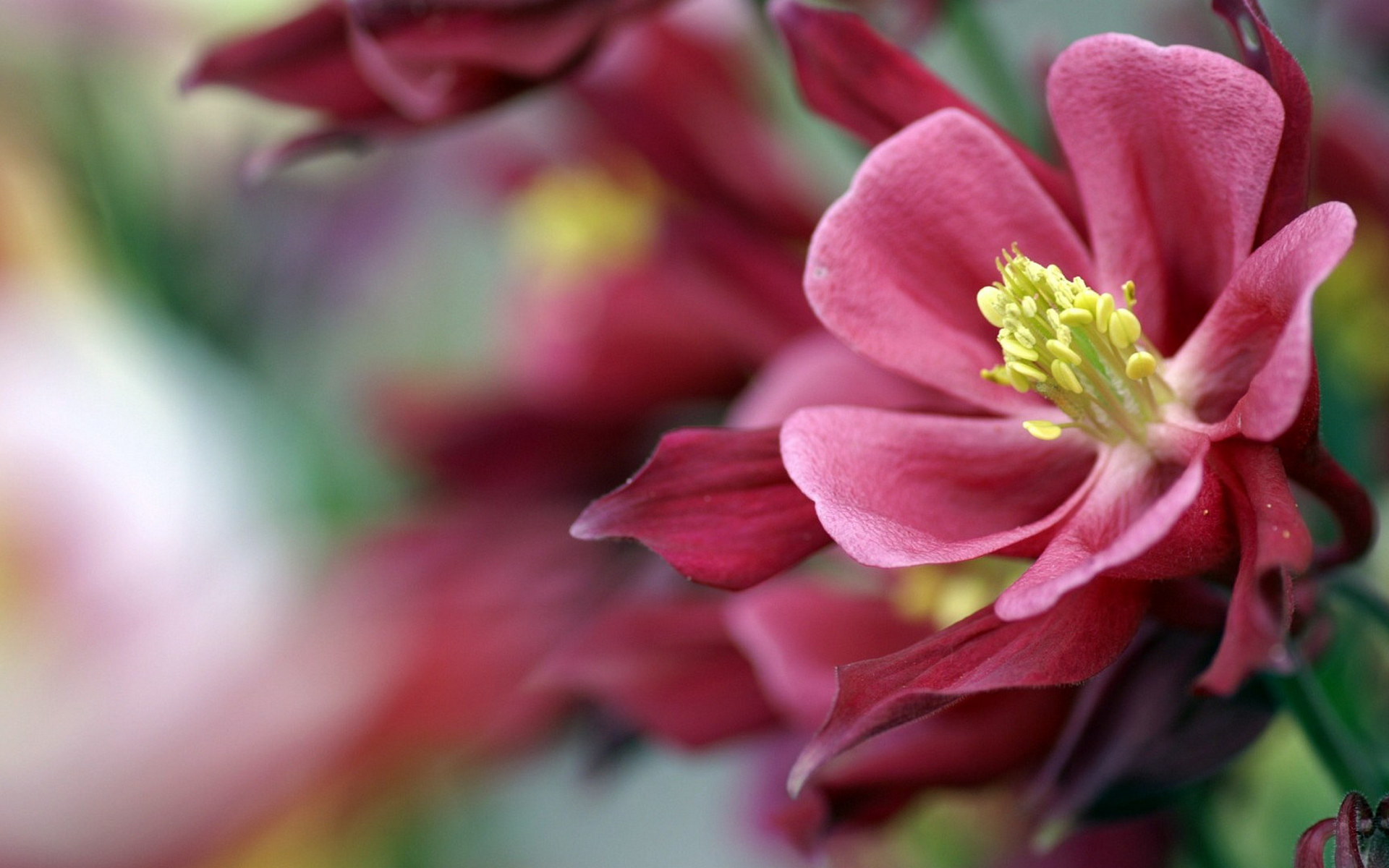 Descarga gratuita de fondo de pantalla para móvil de Flores, Flor, Tierra/naturaleza.