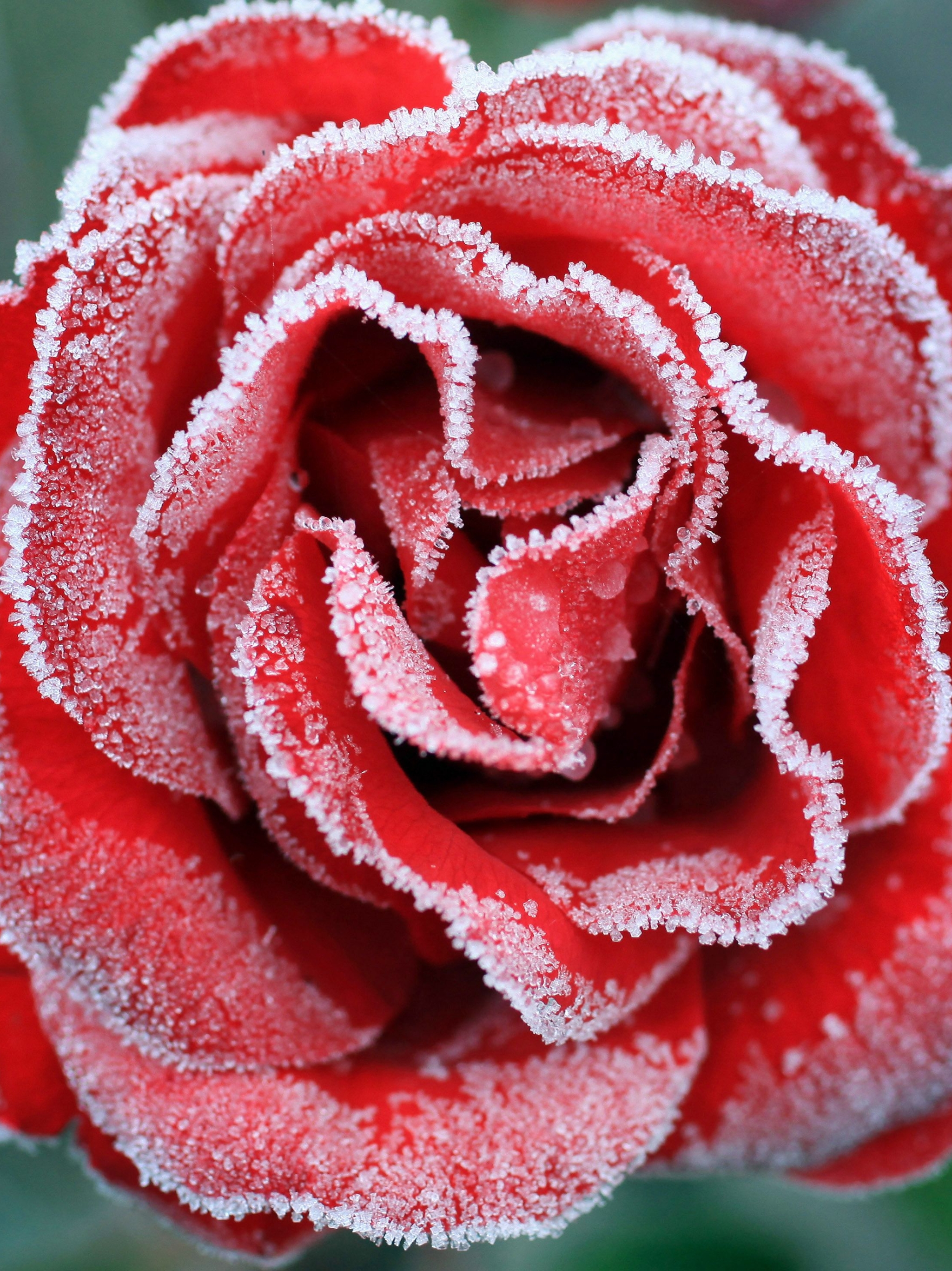 Téléchargez gratuitement l'image Fleurs, Rose, Congelé, La Reine Des Neiges, Terre/nature sur le bureau de votre PC