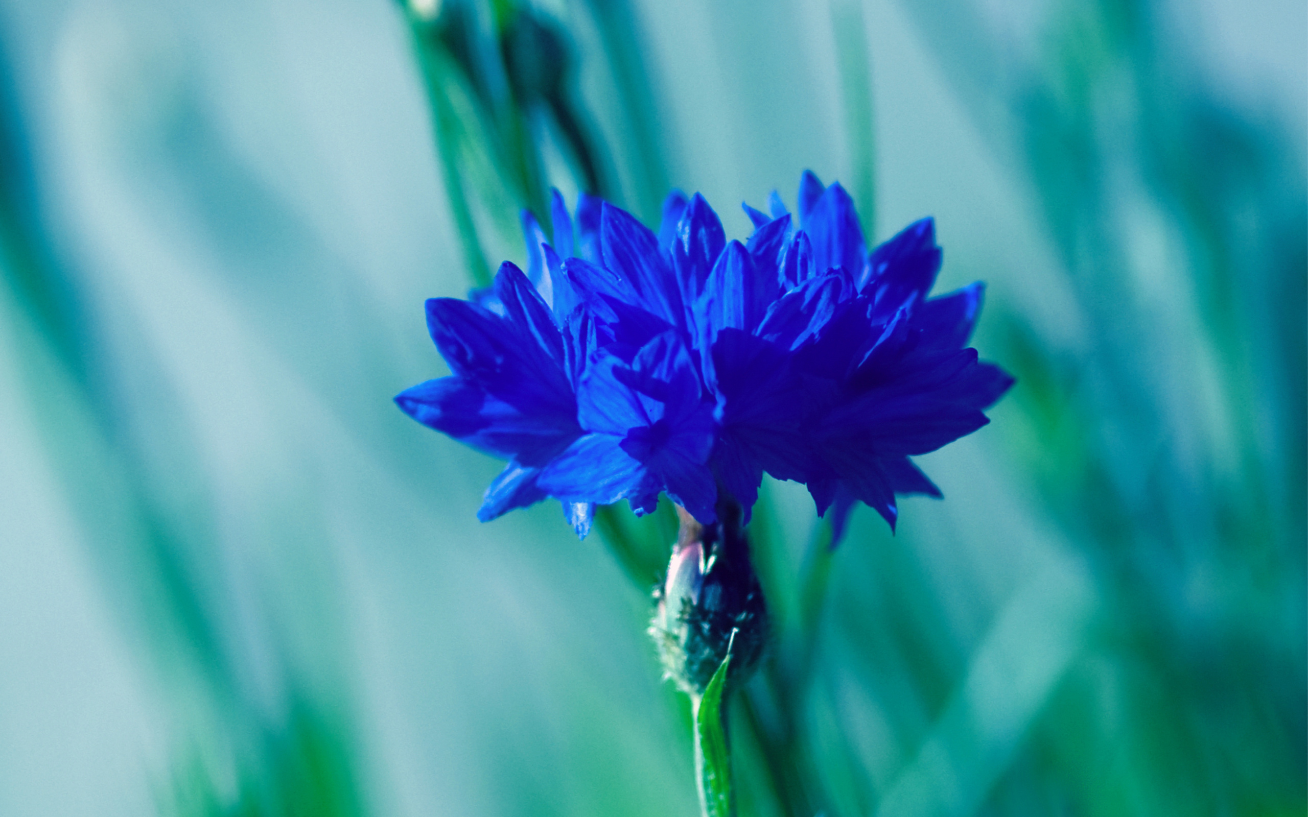 Téléchargez gratuitement l'image Fleurs, Fleur, Terre/nature sur le bureau de votre PC