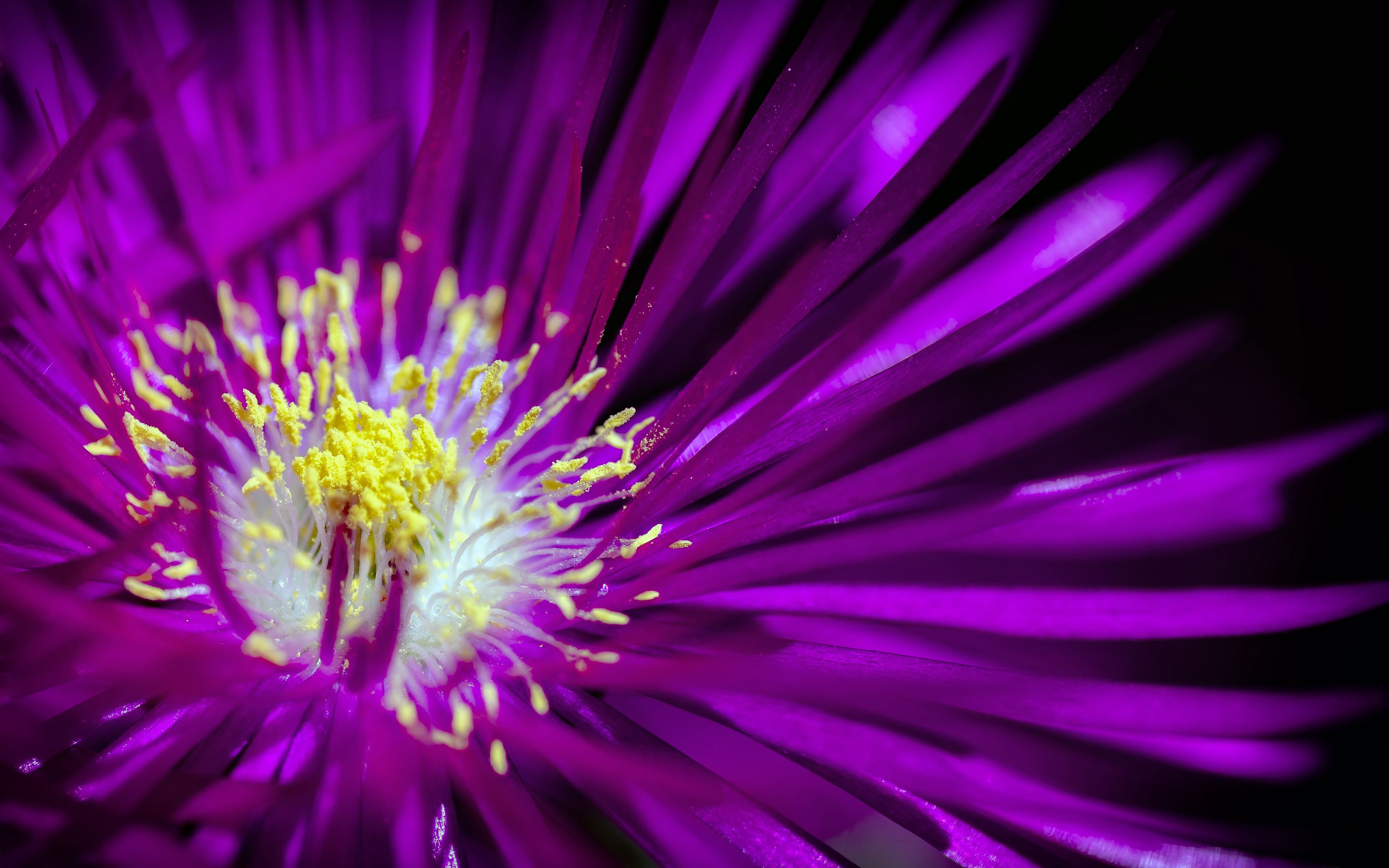 Téléchargez gratuitement l'image Fleurs, Fleur, Terre/nature sur le bureau de votre PC