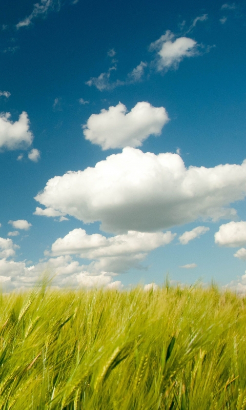 Скачать картинку Облака, Пшеница, Поле, Облако, Земля/природа в телефон бесплатно.