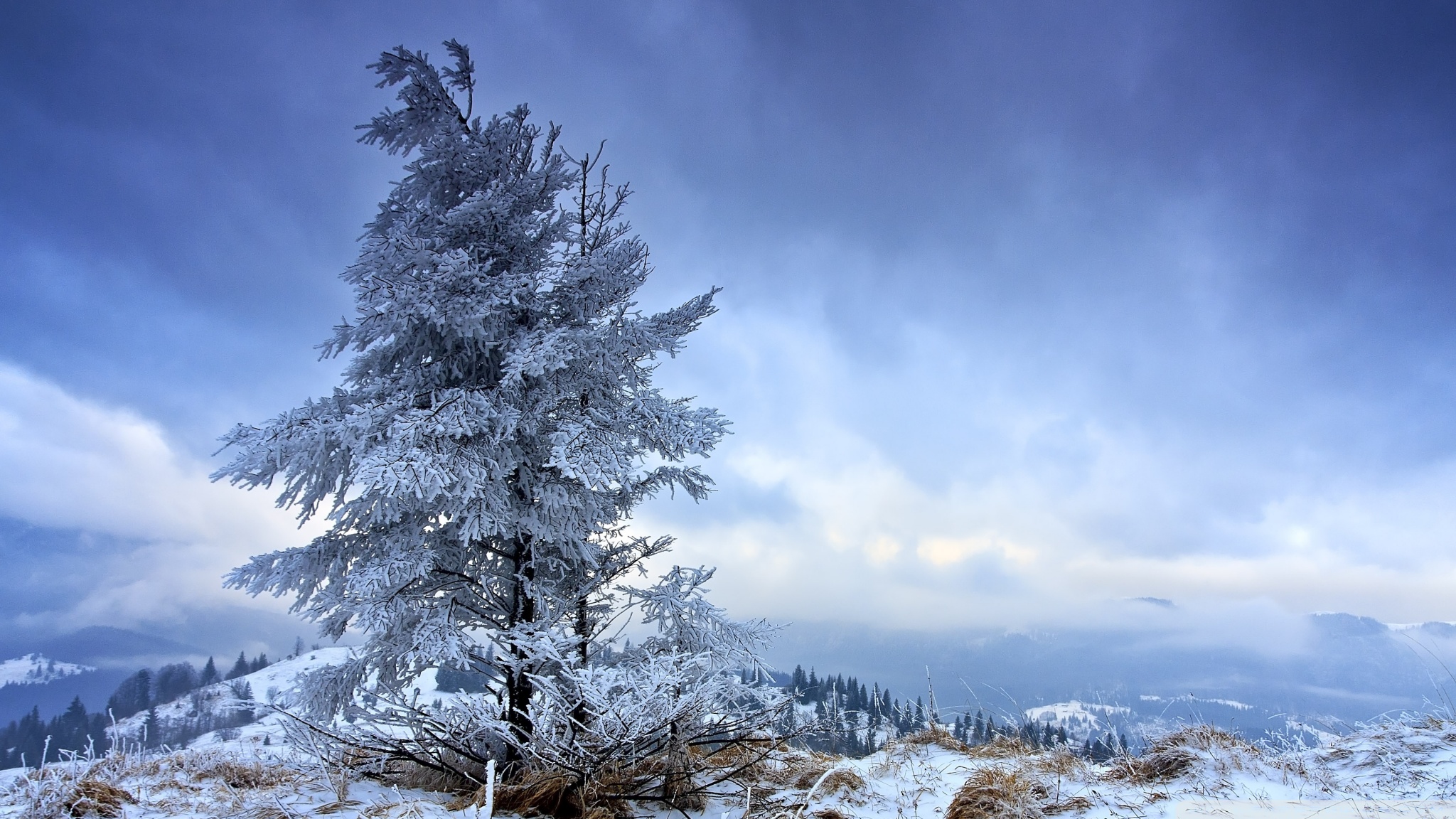 earth, winter, fir, snow, tree High Definition image