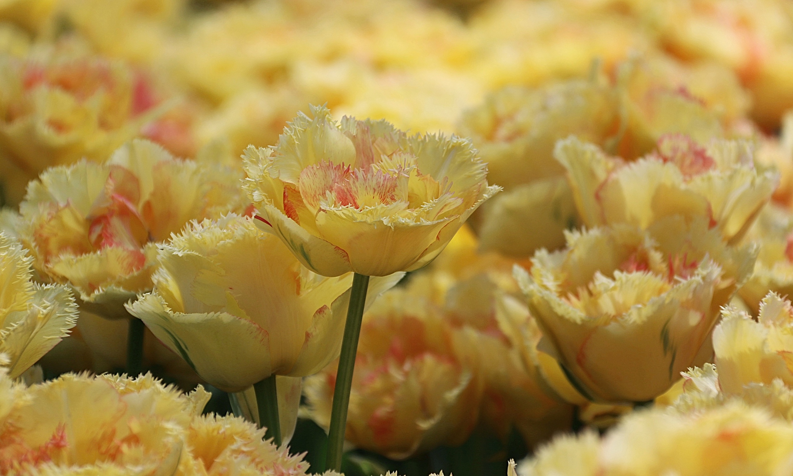 Download mobile wallpaper Nature, Flowers, Flower, Earth, Tulip, Yellow Flower for free.