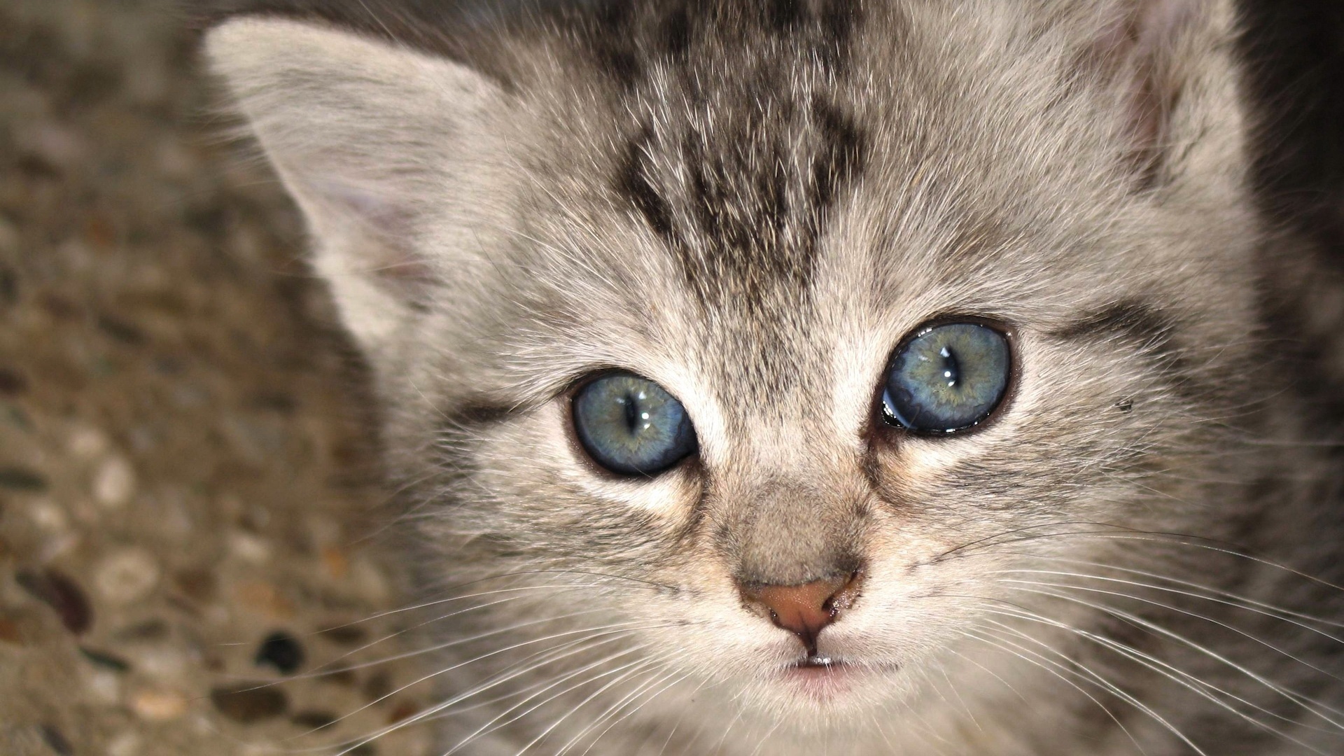 Baixar papel de parede para celular de Animais, Gatos, Gato gratuito.