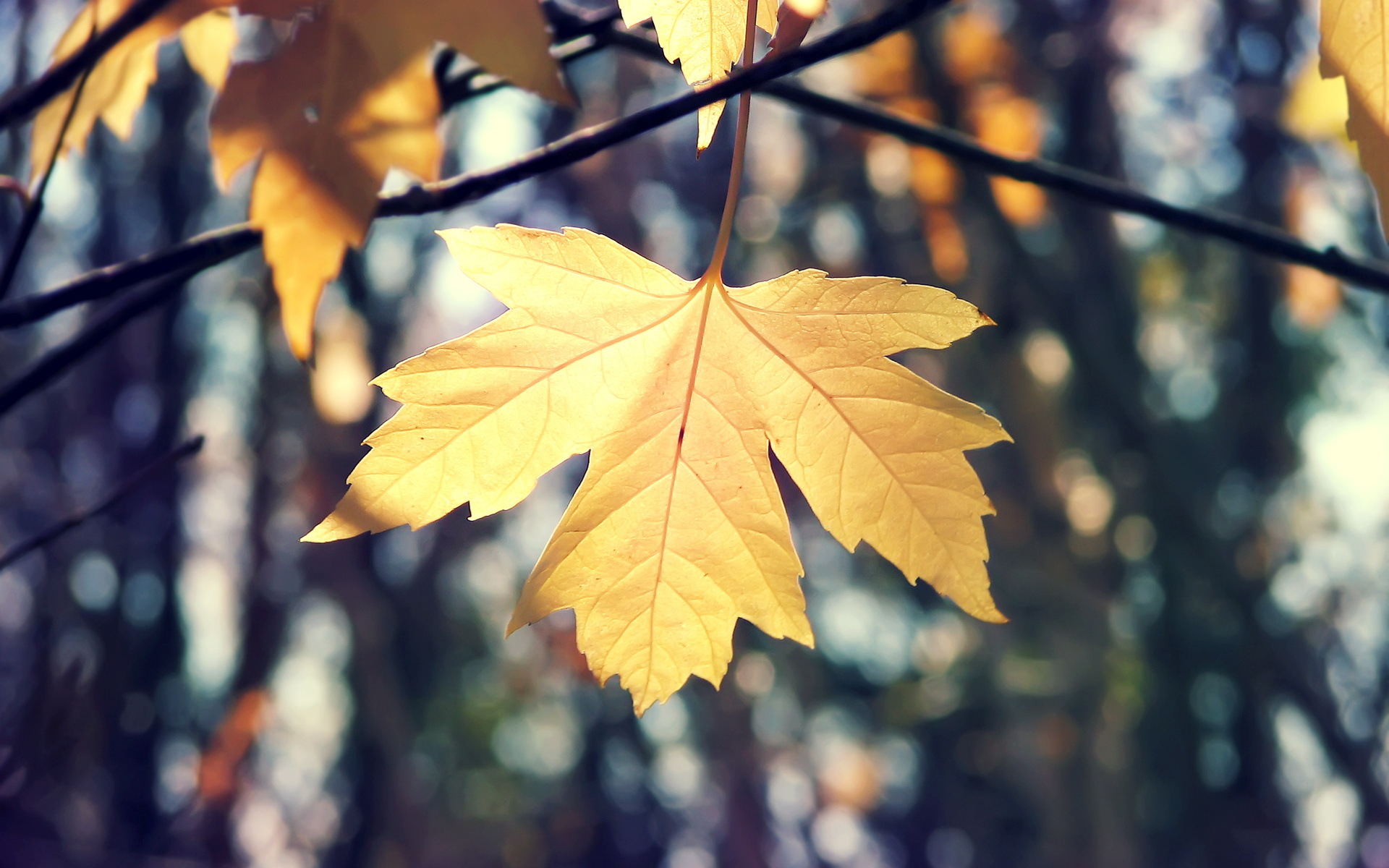 Download mobile wallpaper Macro, Close Up, Leaf, Fall, Earth for free.