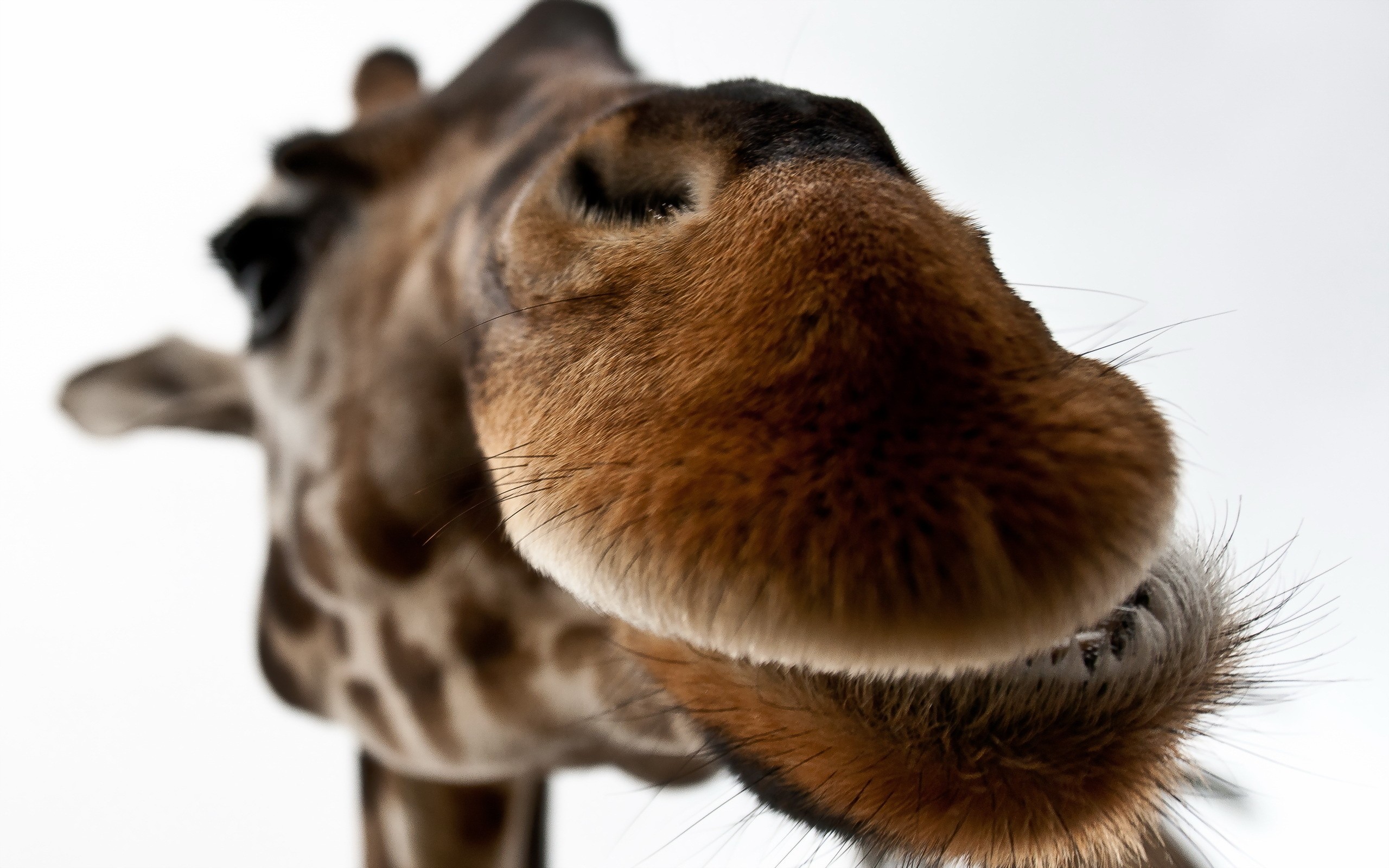 Download mobile wallpaper Animal, Giraffe for free.