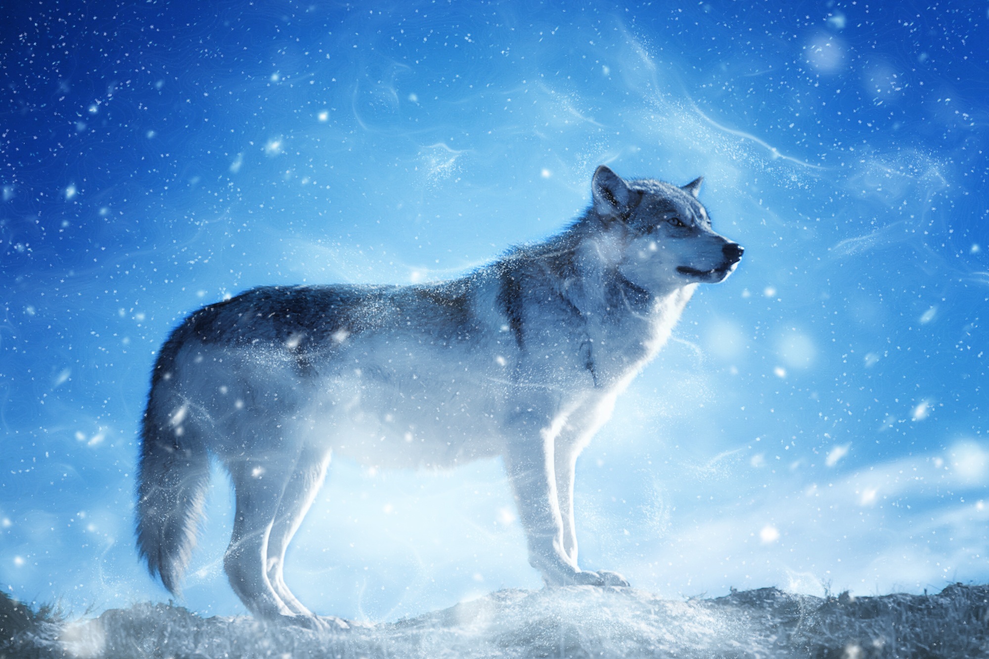 Téléchargez gratuitement l'image Animaux, Hiver, Loup, Wolves sur le bureau de votre PC