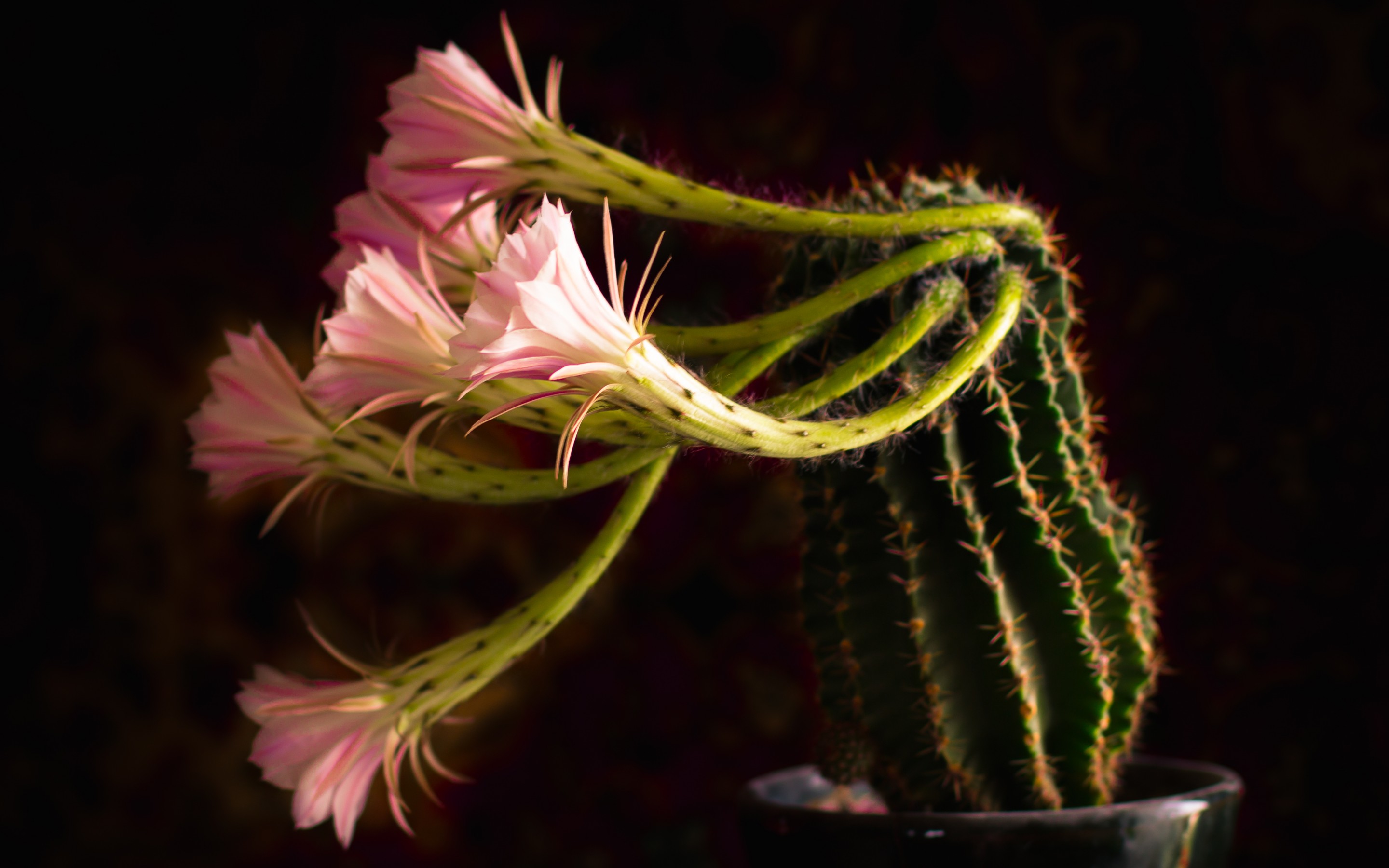 Laden Sie das Blumen, Blume, Erde/natur-Bild kostenlos auf Ihren PC-Desktop herunter