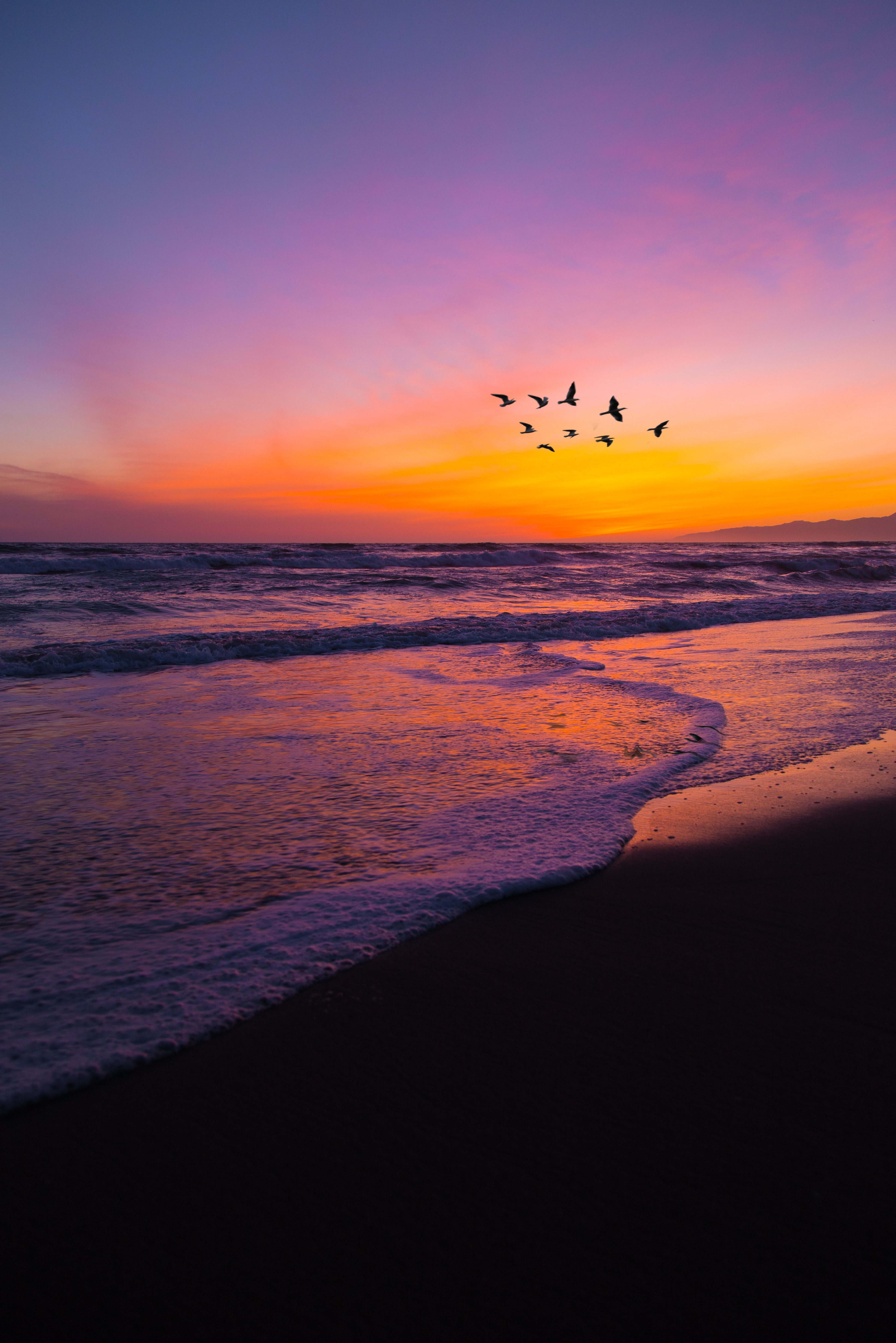 Laden Sie das Natur, Sunset, Herde, Vögel, Strand-Bild kostenlos auf Ihren PC-Desktop herunter