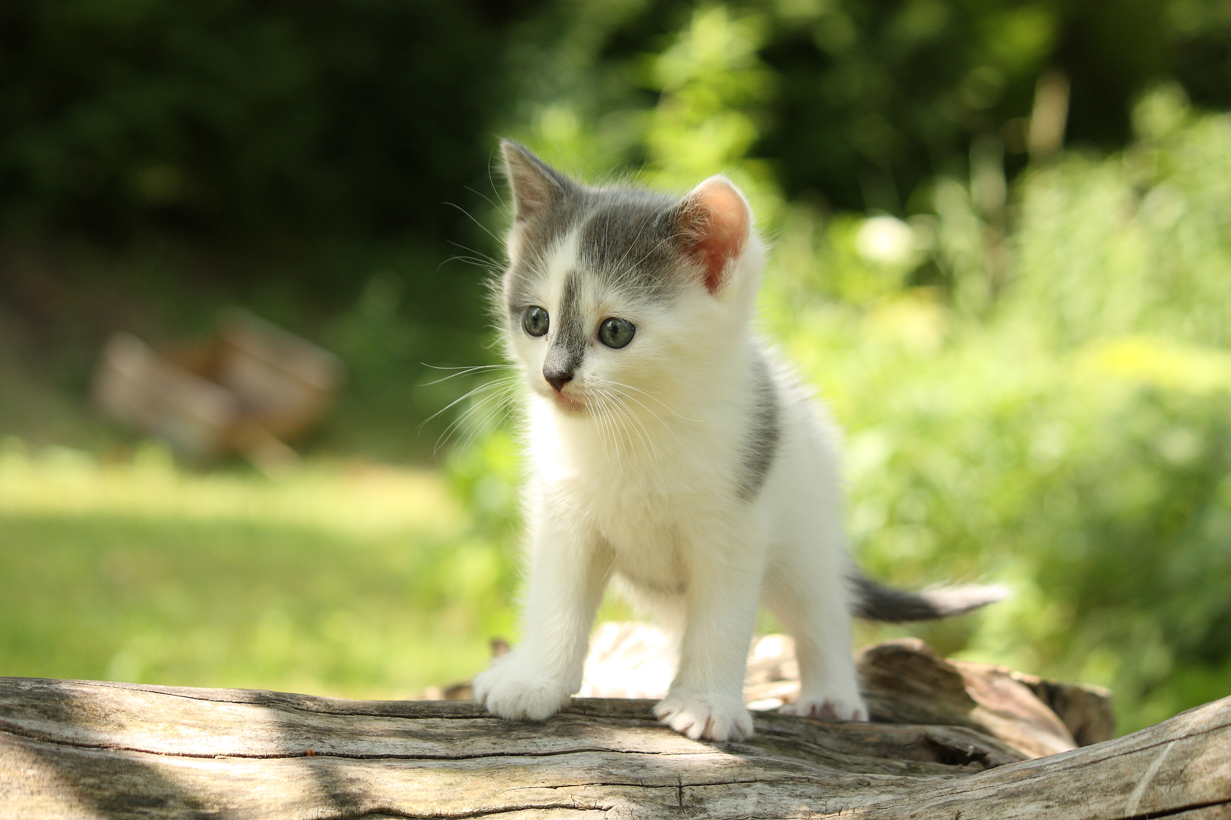 Baixar papel de parede para celular de Animais, Gatos, Gato, Gatinho, Animal Bebê gratuito.