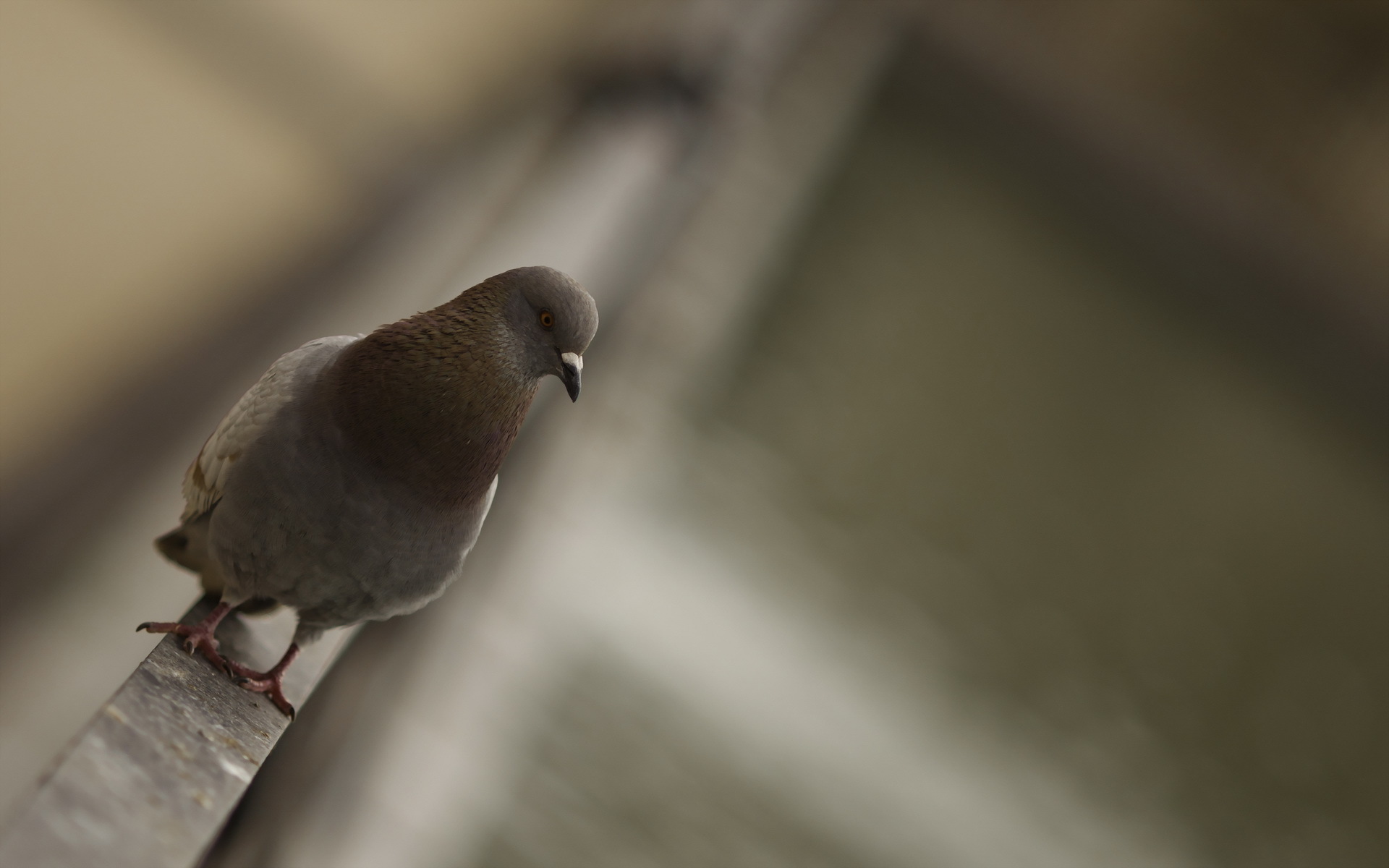 Téléchargez gratuitement l'image Pigeon, Des Oiseaux, Animaux sur le bureau de votre PC