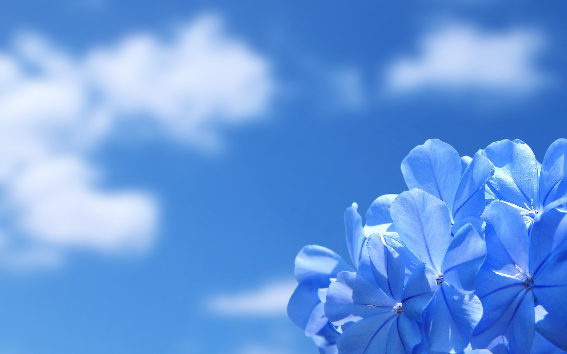 Download mobile wallpaper Blue Flower, Flowers, Flower, Earth for free.